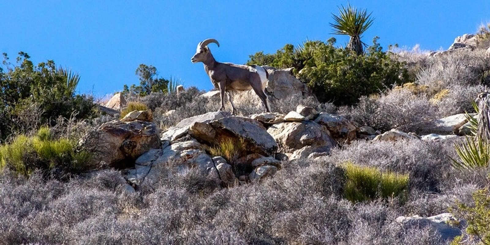 Banner image for What’s the “Big” Deal? Desert Bighorn Sheep Ecology & Conservation