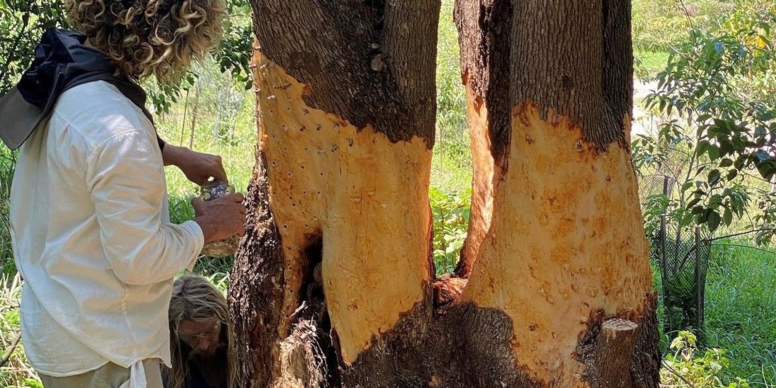 Banner image for Chemical-Free Camphor Laurel Management Workshop