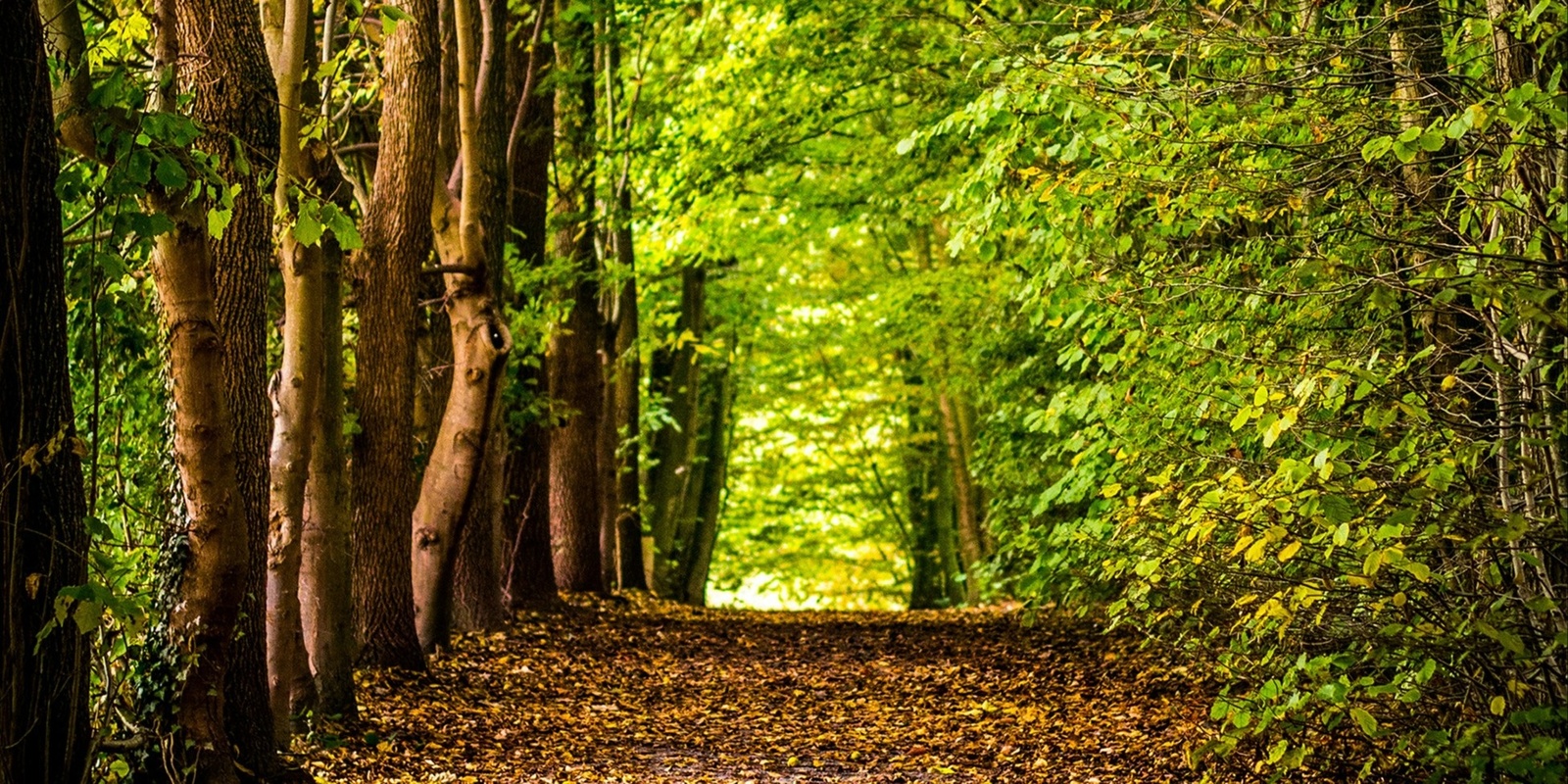 Banner image for It's Not Easy Being Green: Keeping Adelaide's Trees Healthy in a Changing Climate, with Stefan Caddy-Retalic