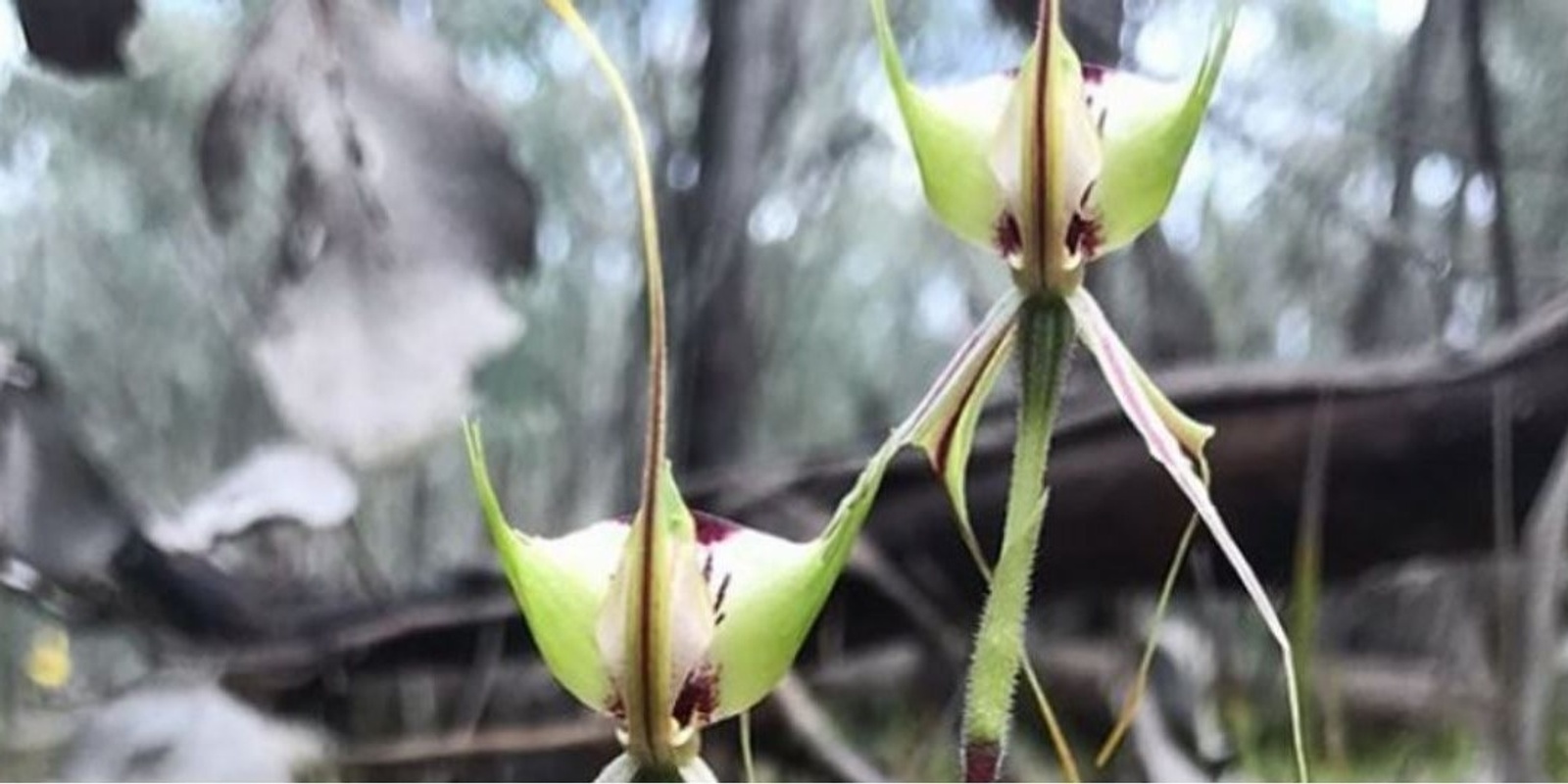Banner image for 2023 Orchid and wildflower walk at Wooragee (walk 2) 
