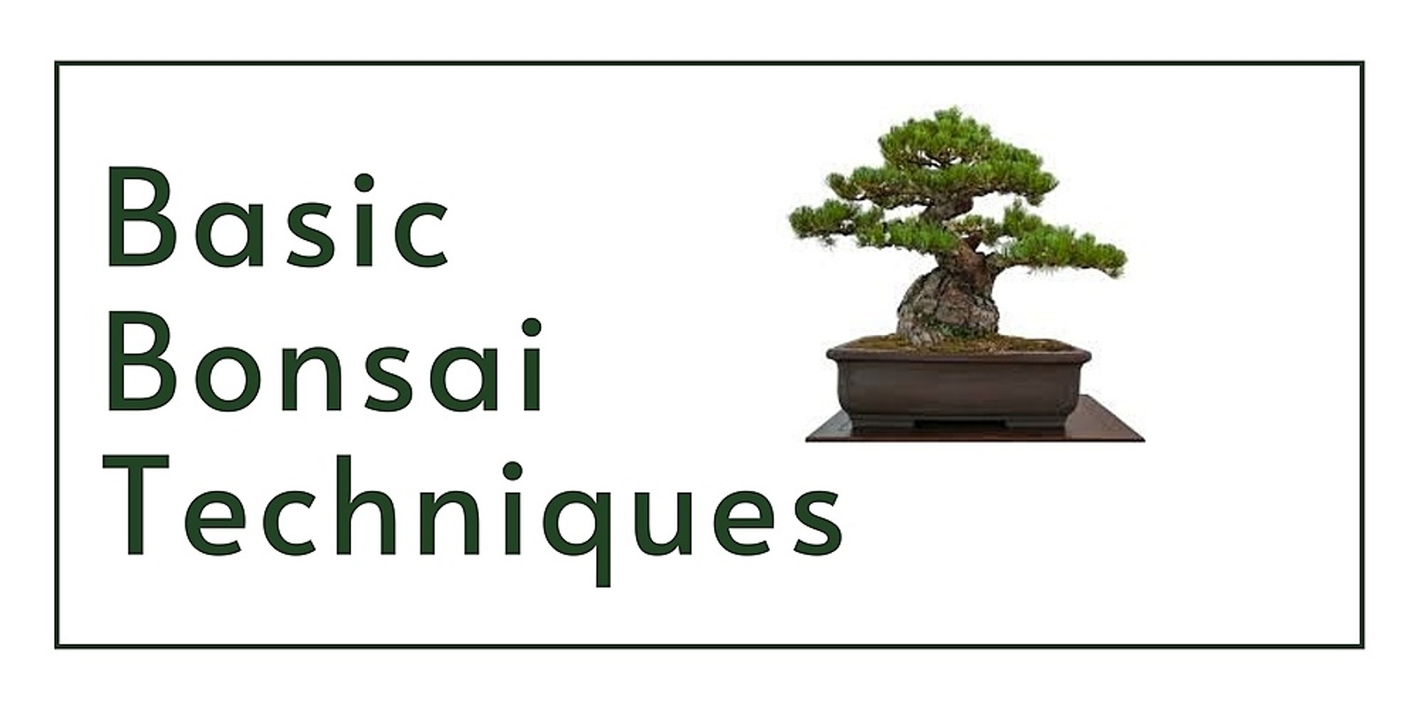 Basic Bonsai Techniques