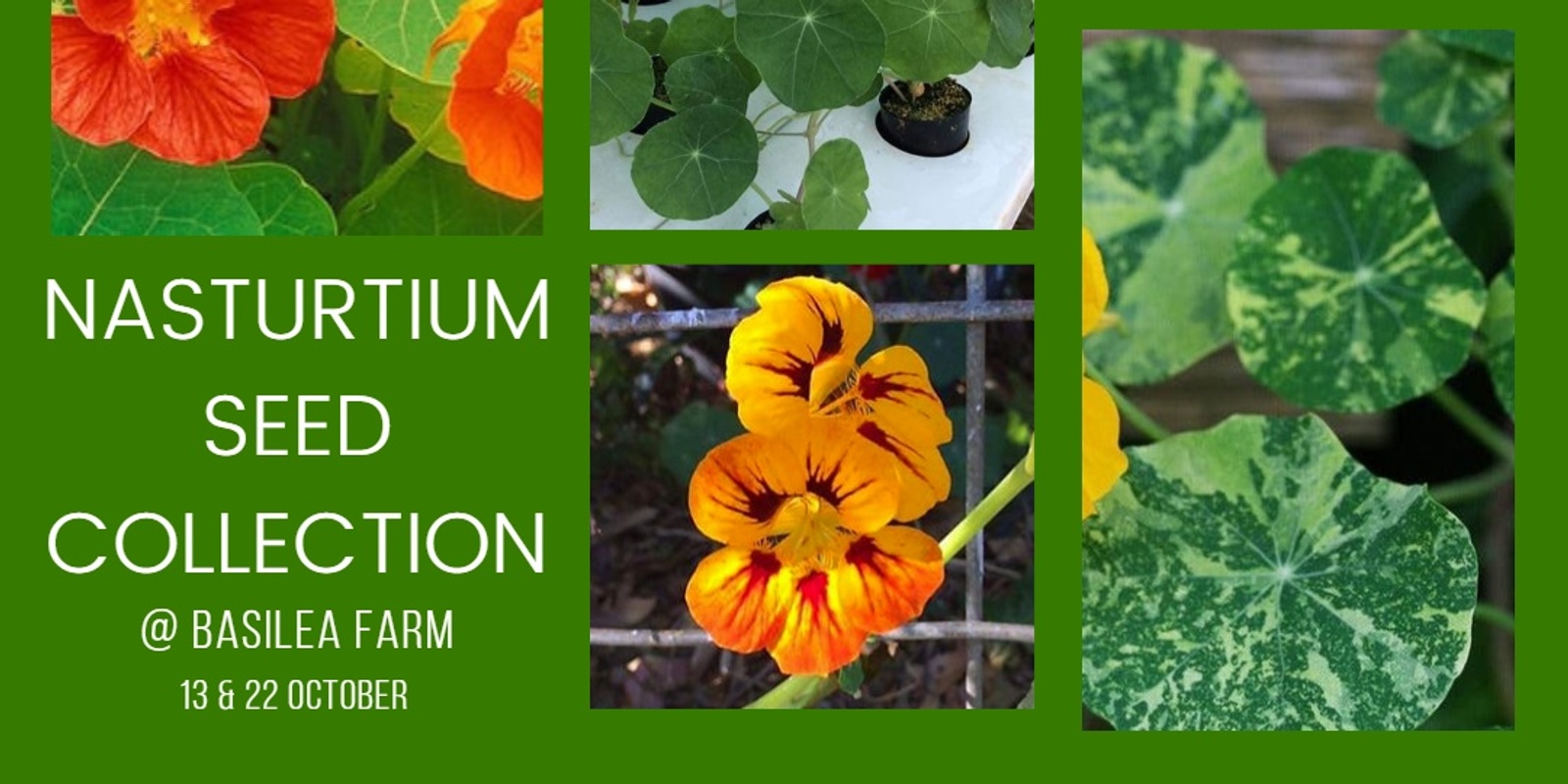 Banner image for Nasturtium seed collection @ Basilea Farm