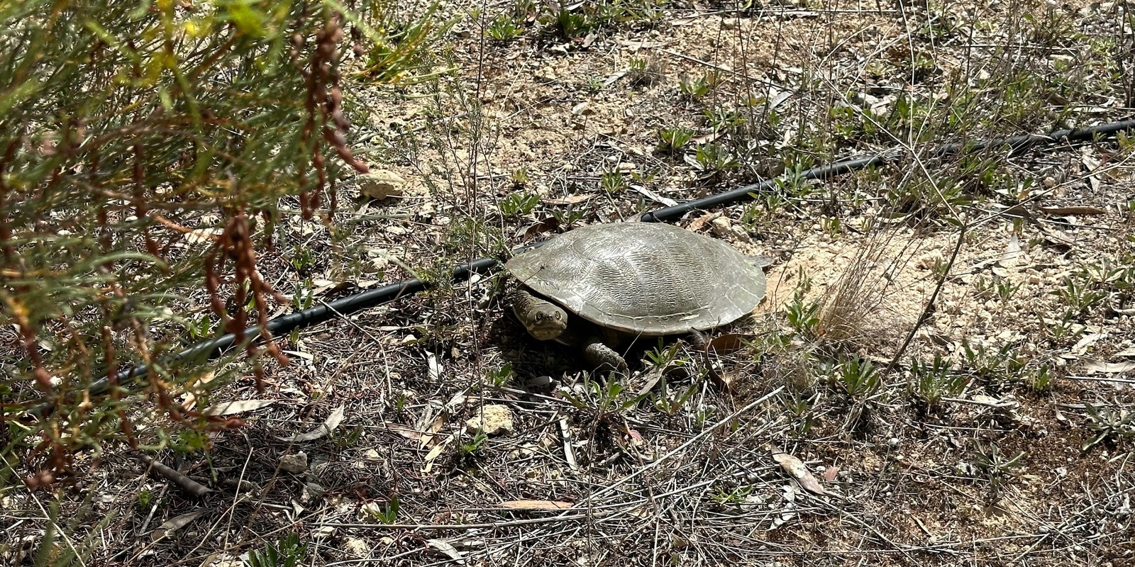 Banner image for Turtle Nest Survey - Murtho