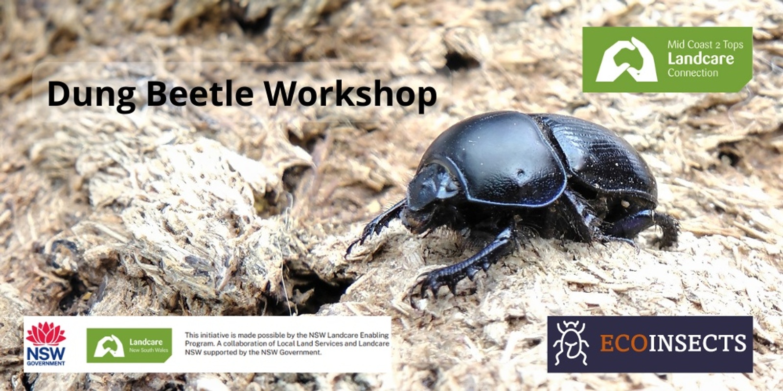 Banner image for Dung Beetle Workshop