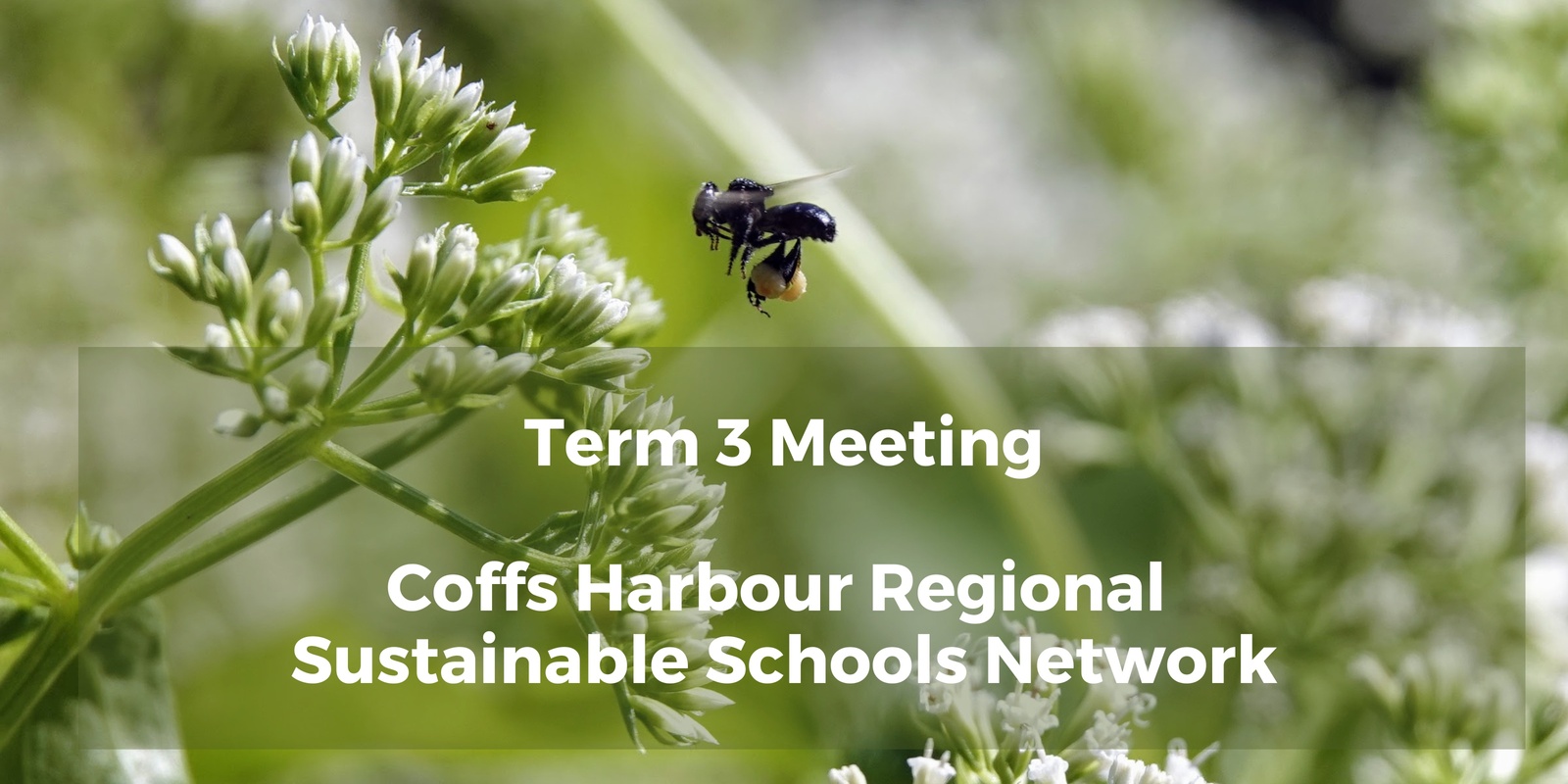 Banner image for Coffs Harbour Sustainable Schools Network: Term 3 Meeting and Native Bee Workshop