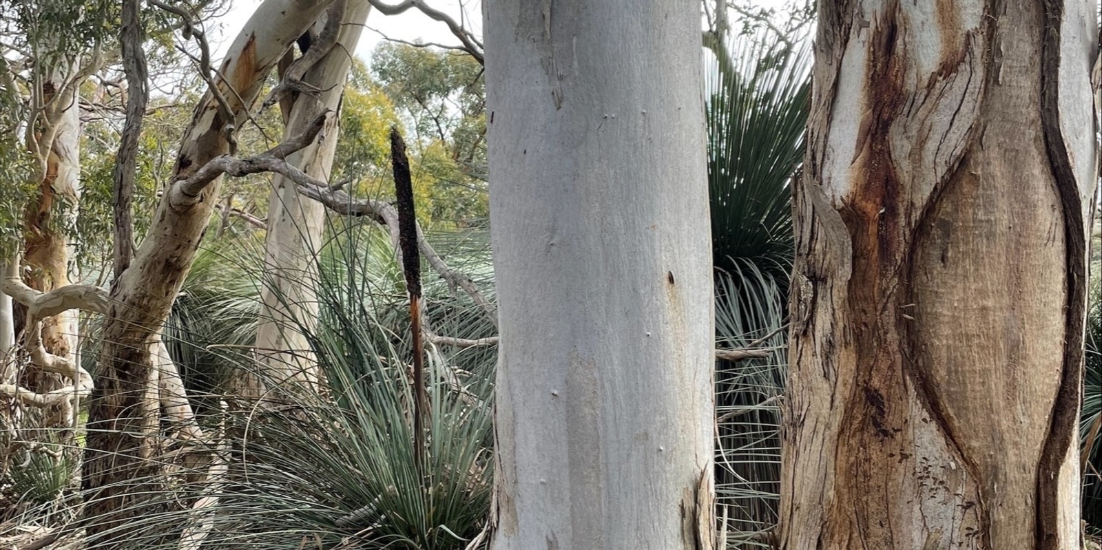 Banner image for Healing Country – a bushcare and cultural immersion experience