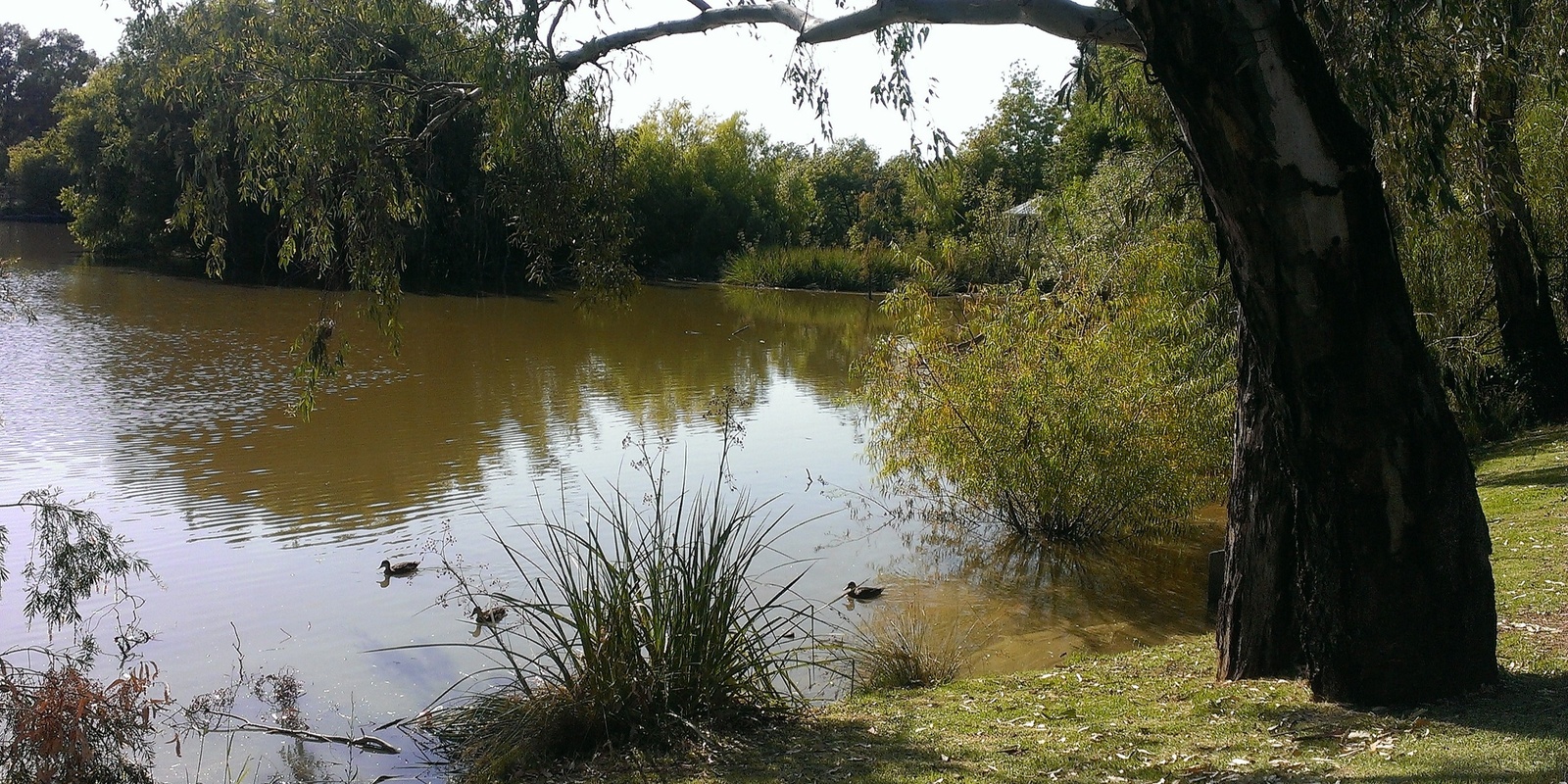 Banner image for Browns Lagoon Community Stewardship Morning