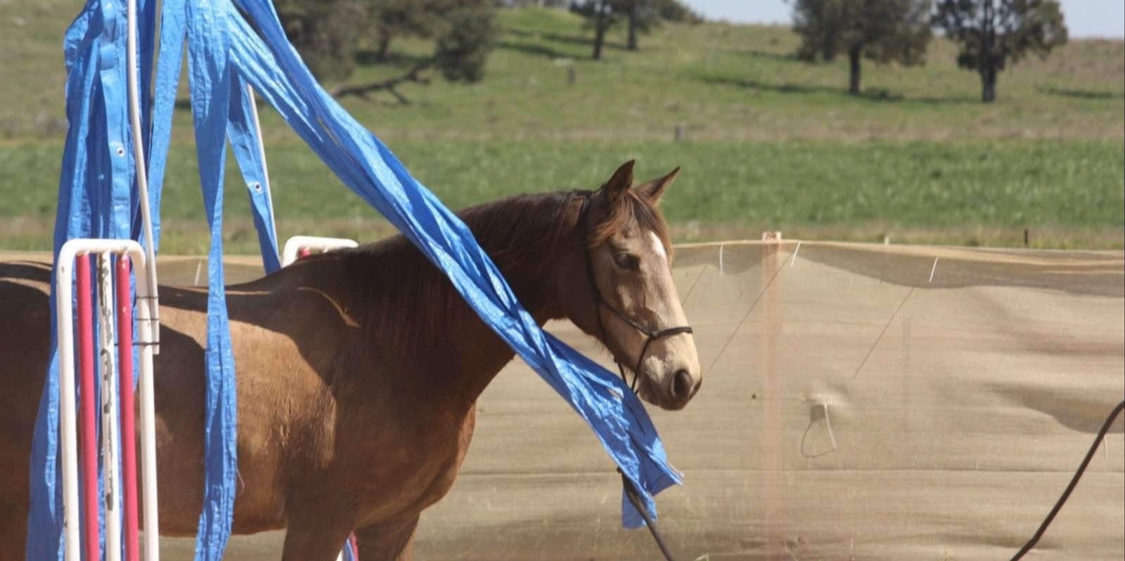 Banner image for November Aussie Obstacles & Horsemanship Mini Challenge