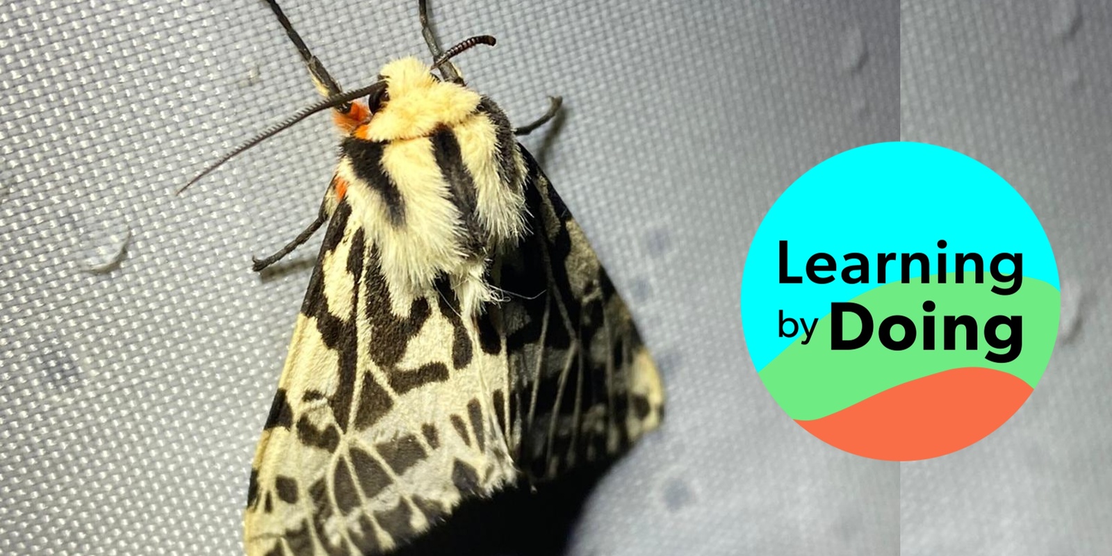 Banner image for Moth Night: Citizen Science and the Atomic Choir