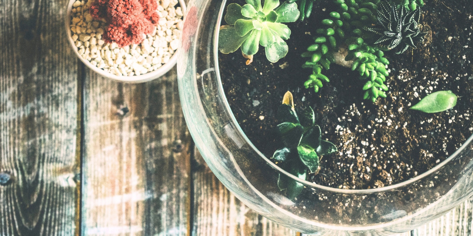 Banner image for Open Succulent Terrariums with Winter