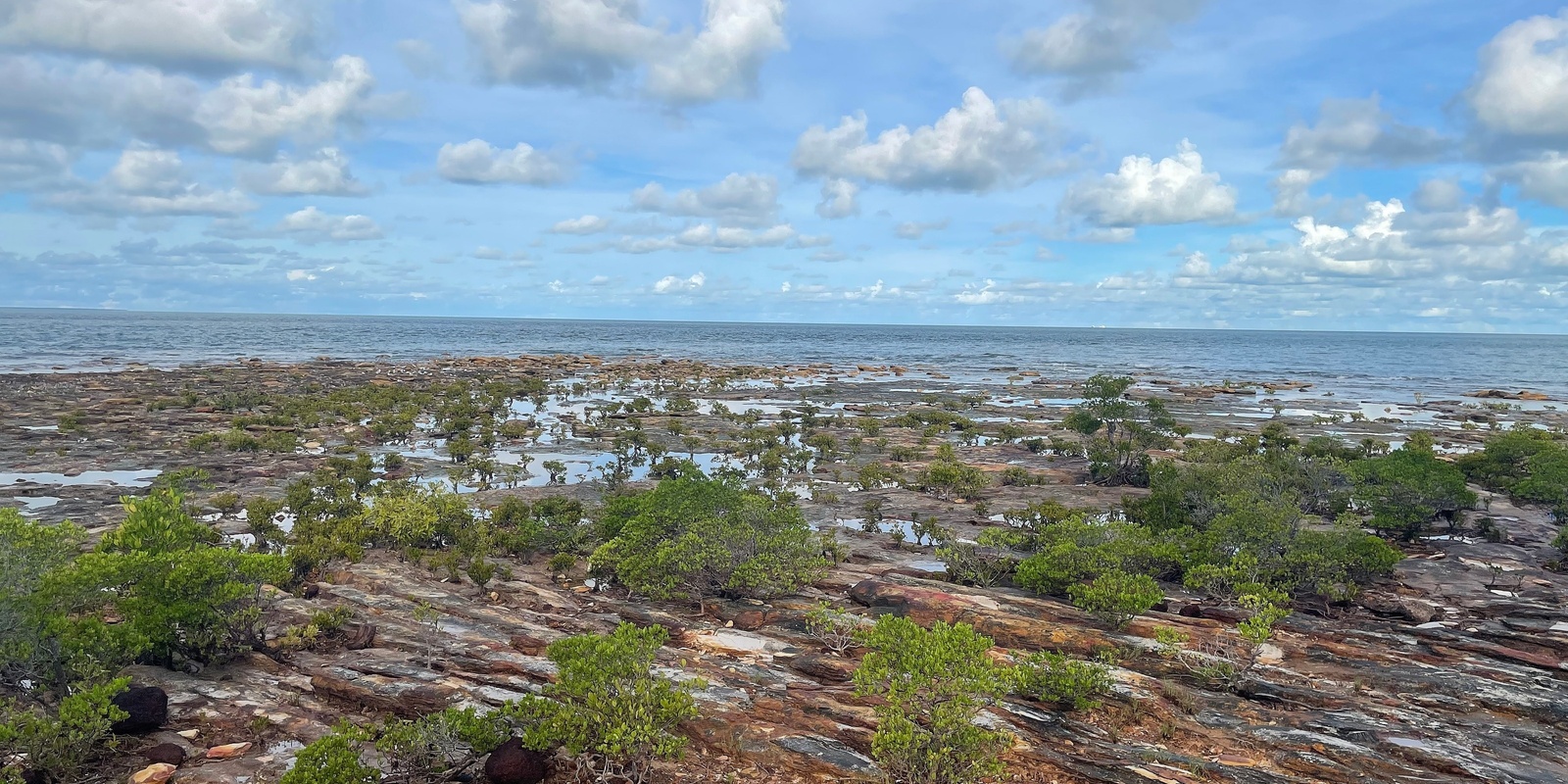 Banner image for DGSF2023 - Shorebird Survey @ Nightcliff Rocks