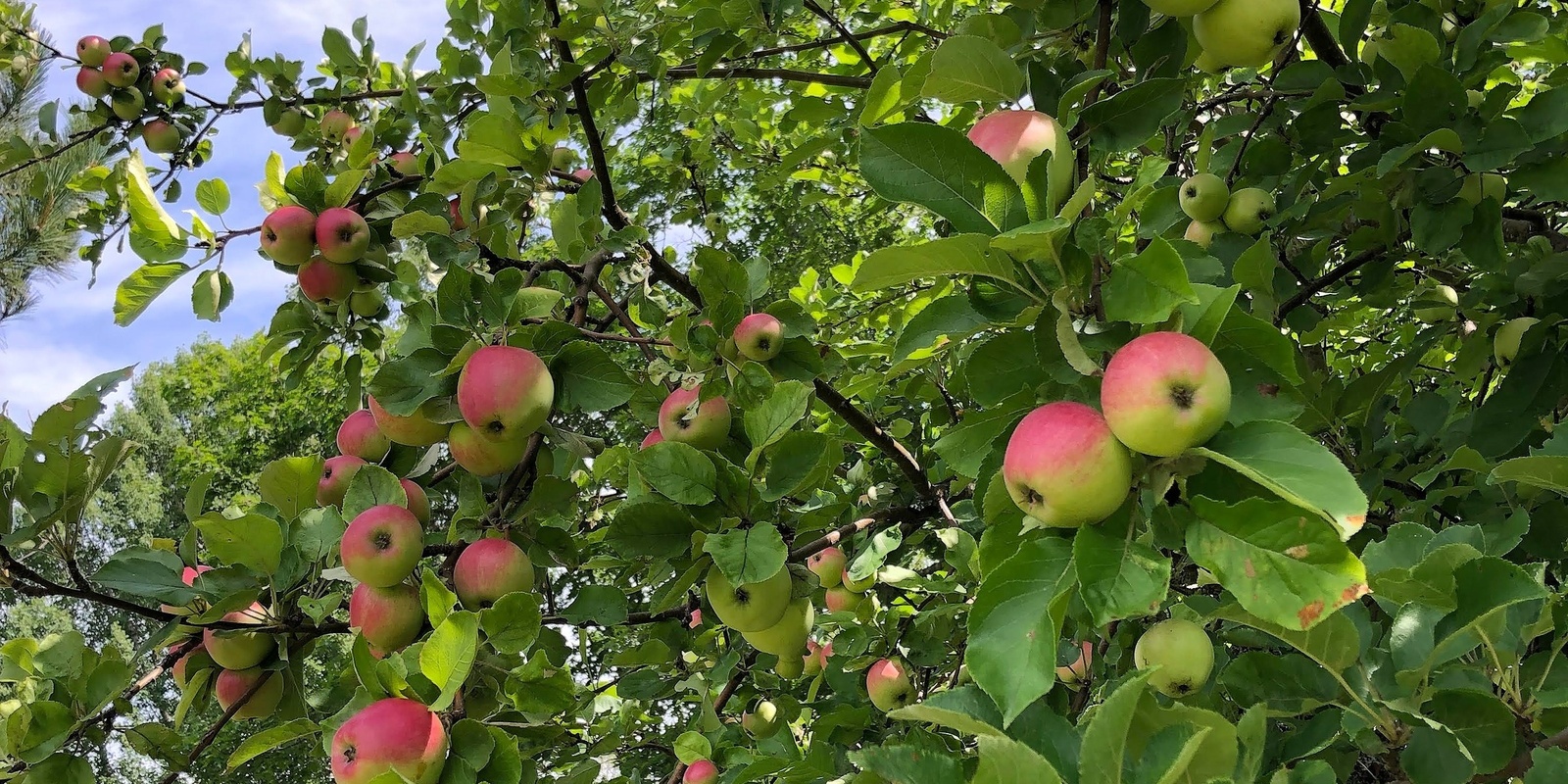 Banner image for Community Cider Pressing at River Bend Farm