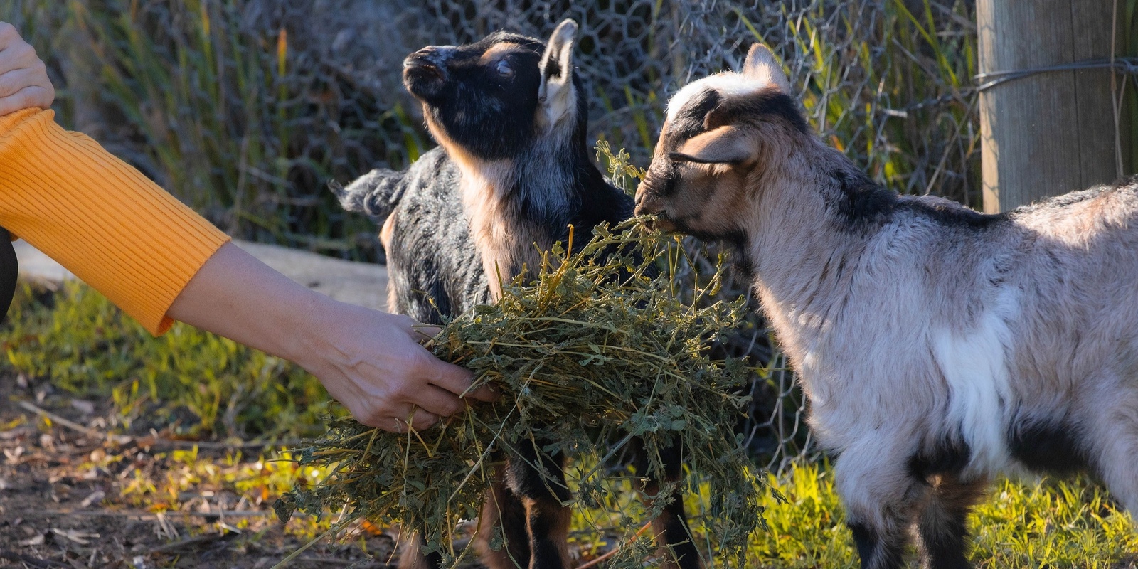 Banner image for Westwood Farm Open Day farm animal encounter sessions