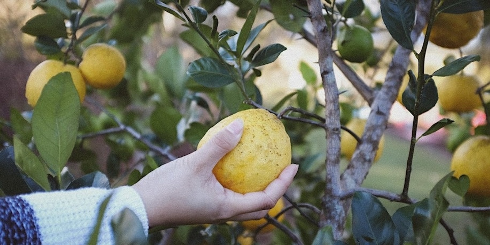 Banner image for Planting and Propagating Fruit Tree Workshop