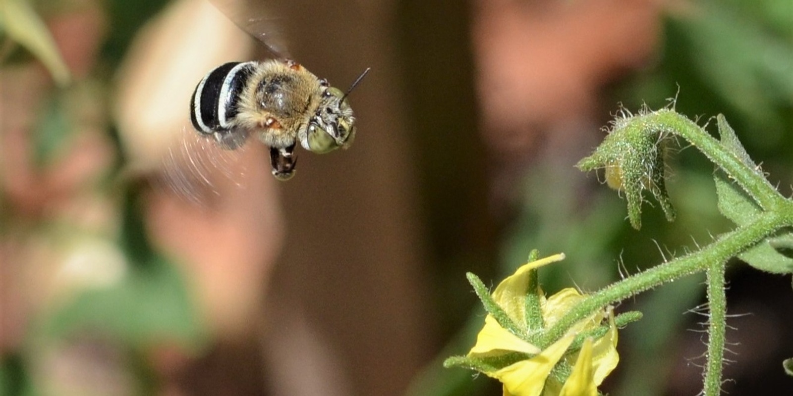 Banner image for World Bee Day Forum
