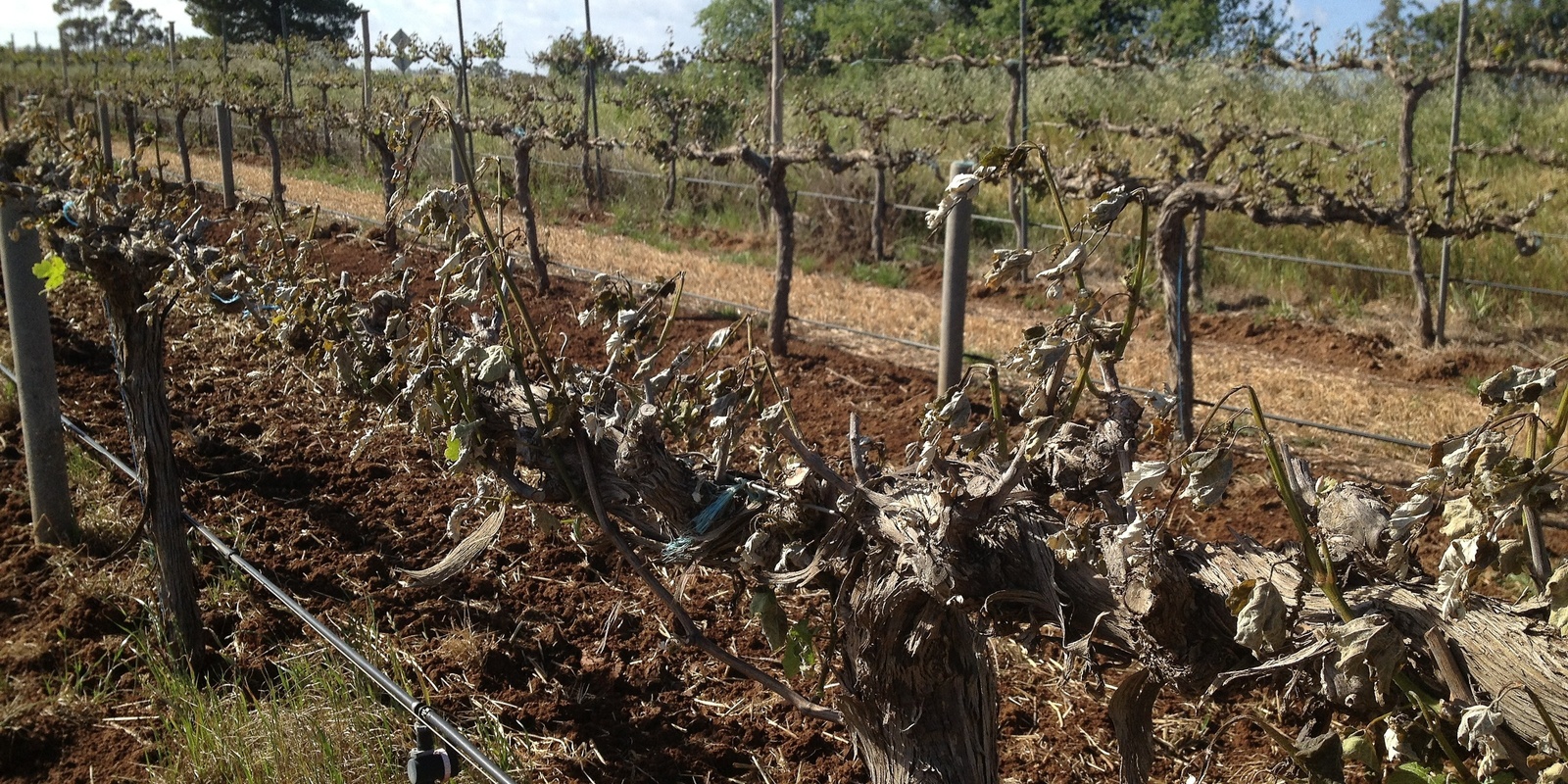 Banner image for Barossa Growers Frost Management And Recovery Workshop