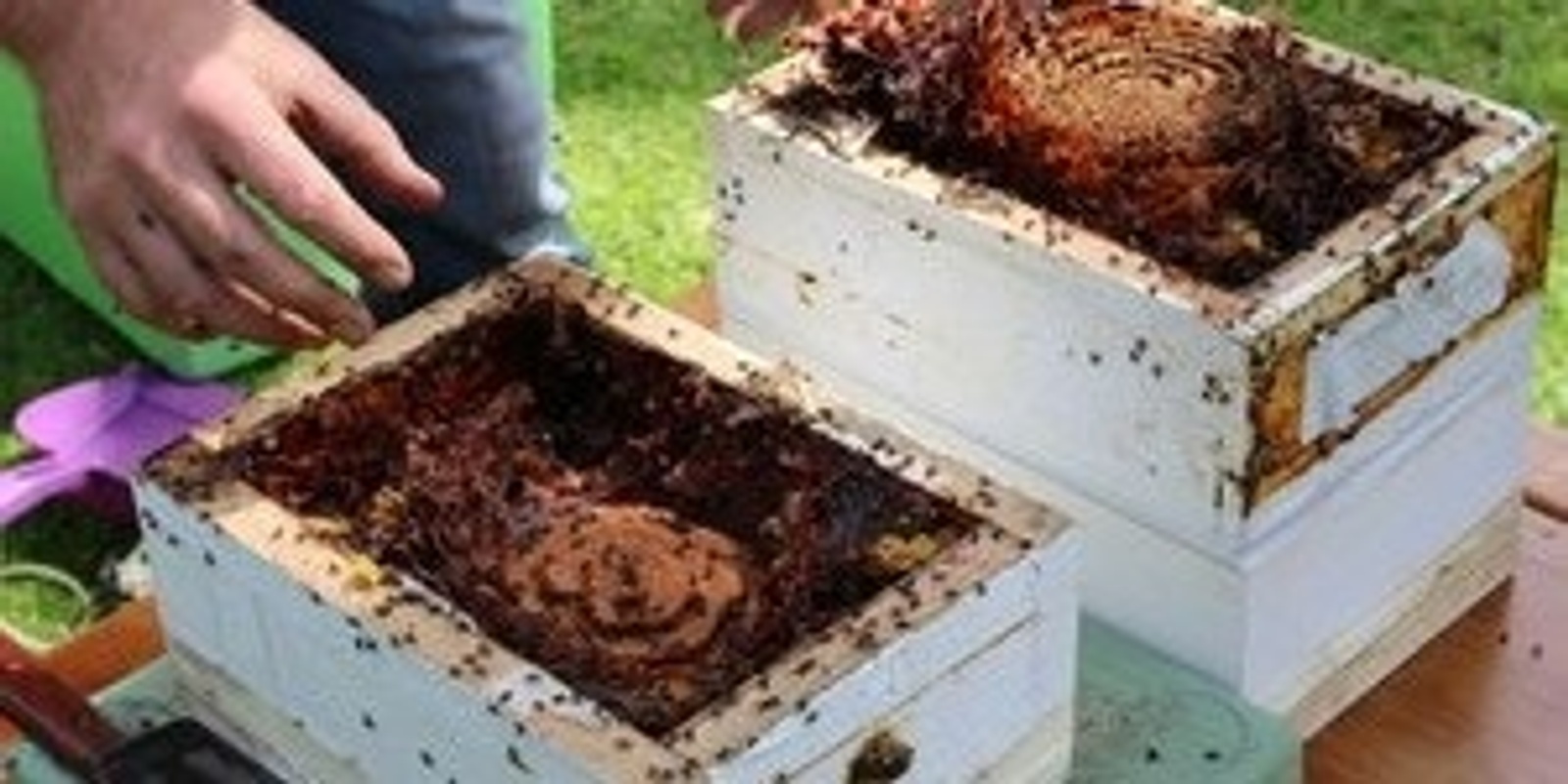 Banner image for Permatour and Native Beehive Splitting Demonstration