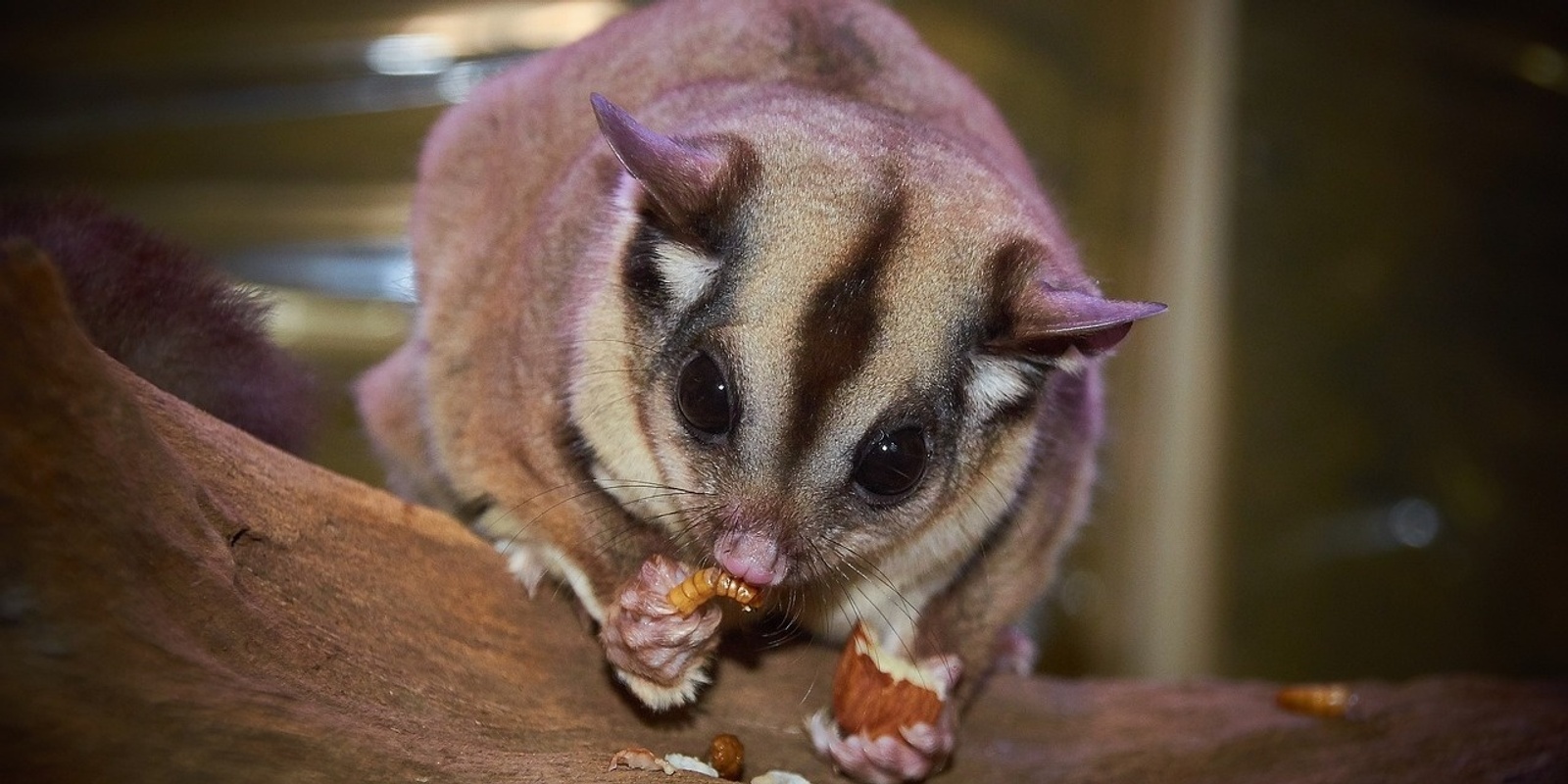 Banner image for Wildlife Encounters - School Holiday Program