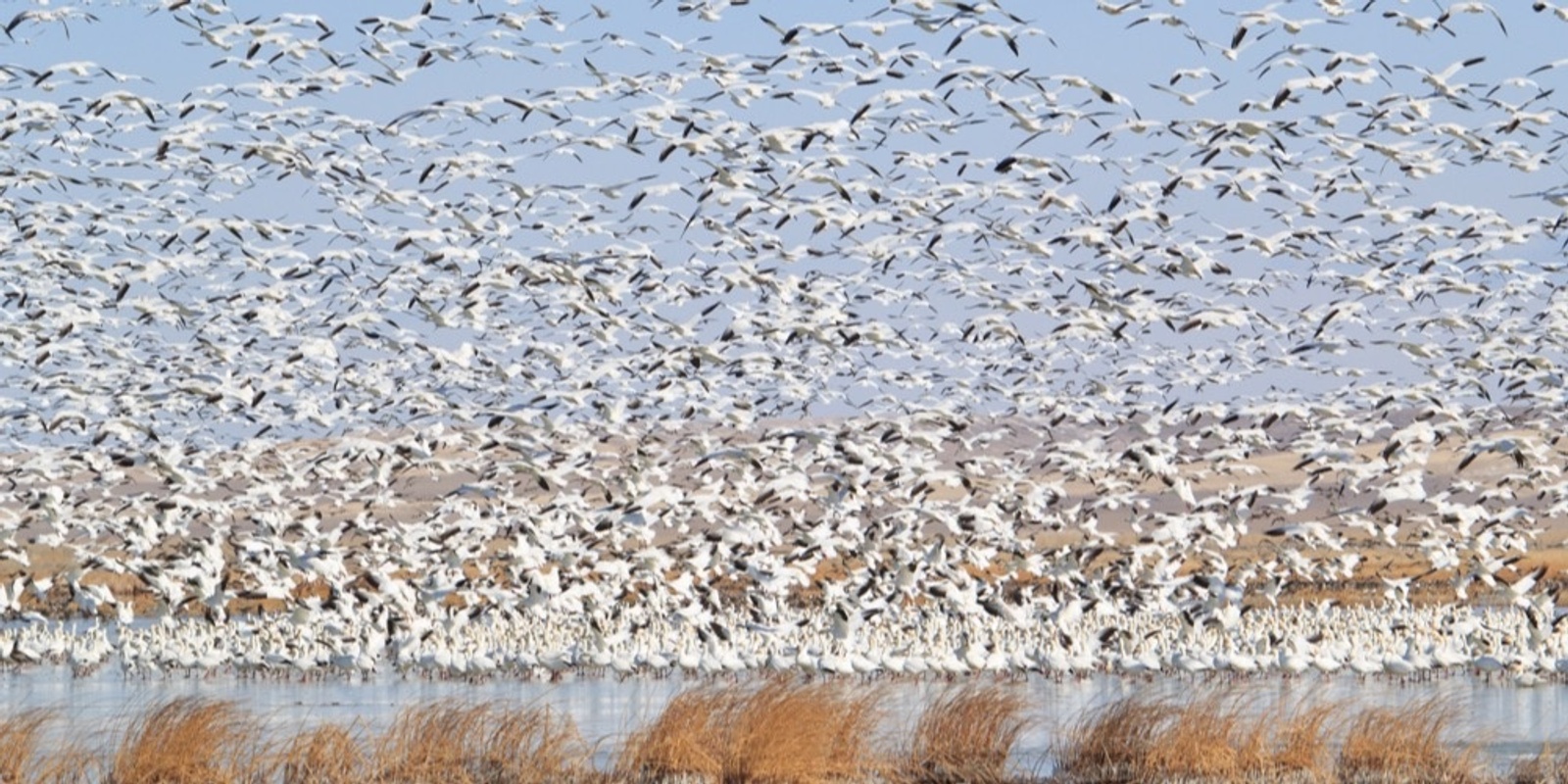 Banner image for Naturalist Field Day: Snow Geese Migration at Freezout Lake