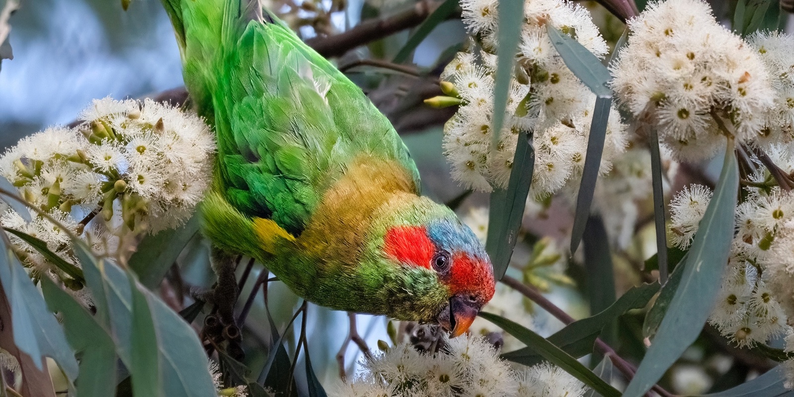 Banner image for An Introduction to Birdwatching