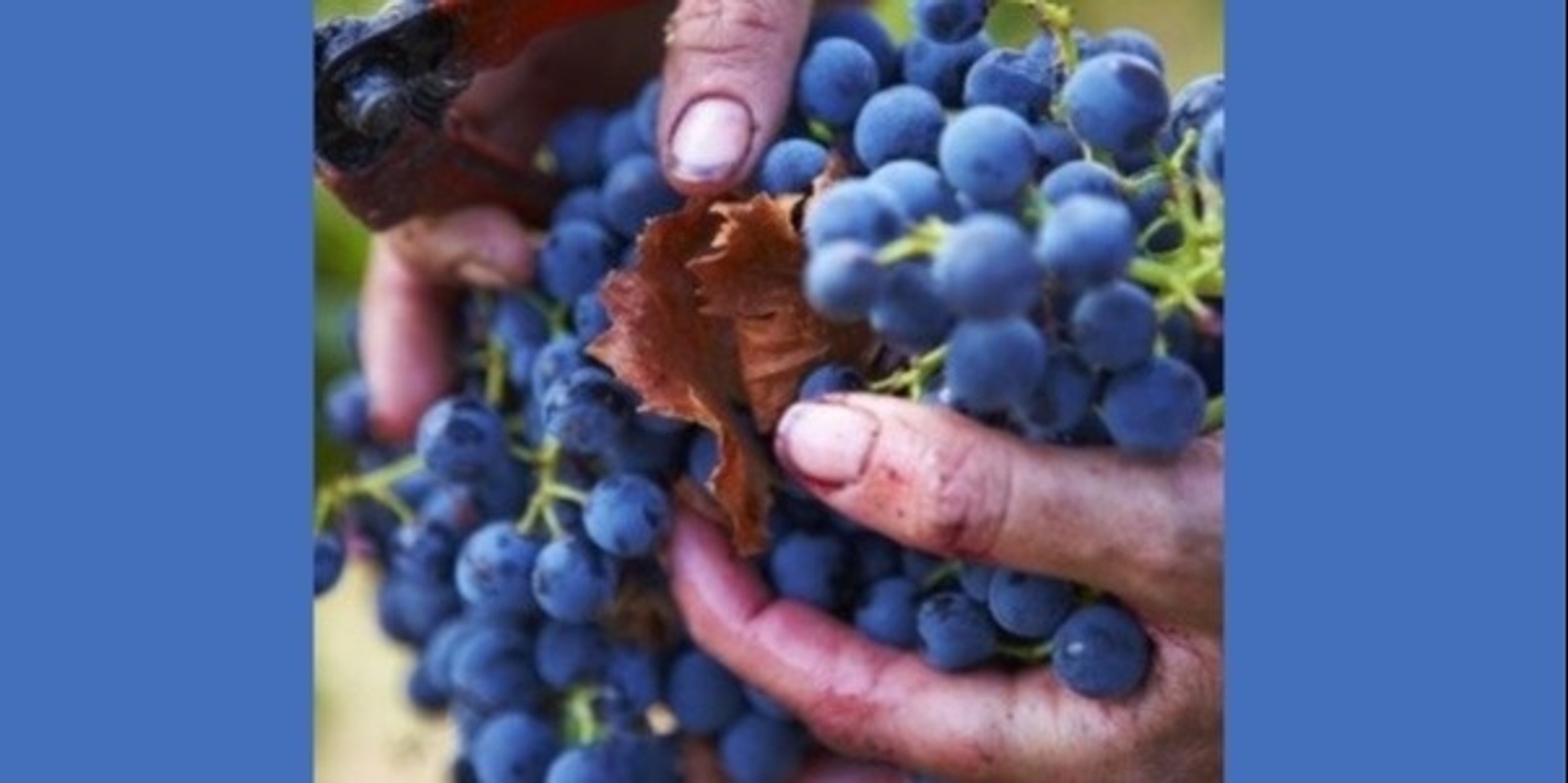 Banner image for Discover Tempranillo [ONLINE]
