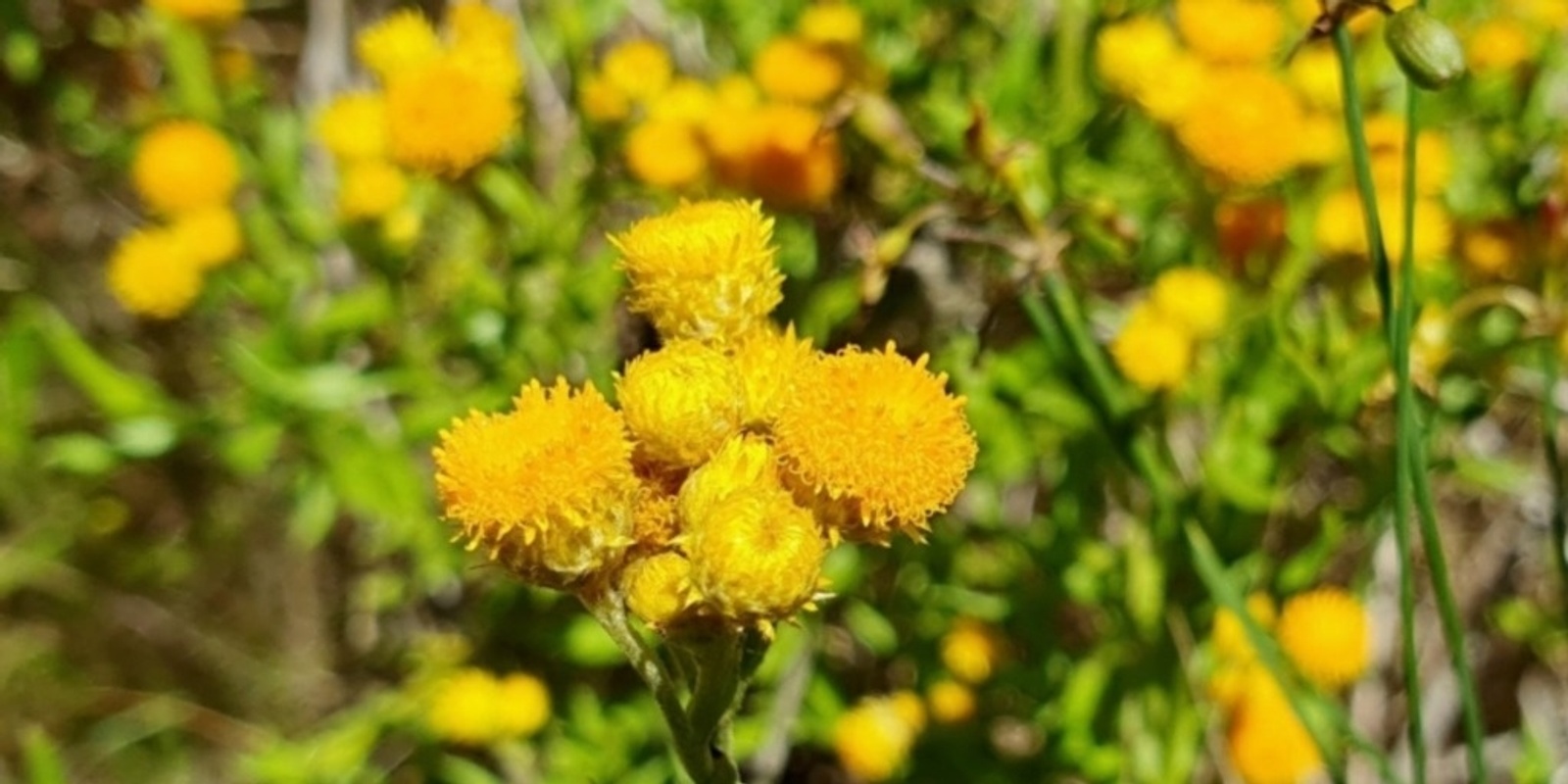 Banner image for Gunning Community Planting Day