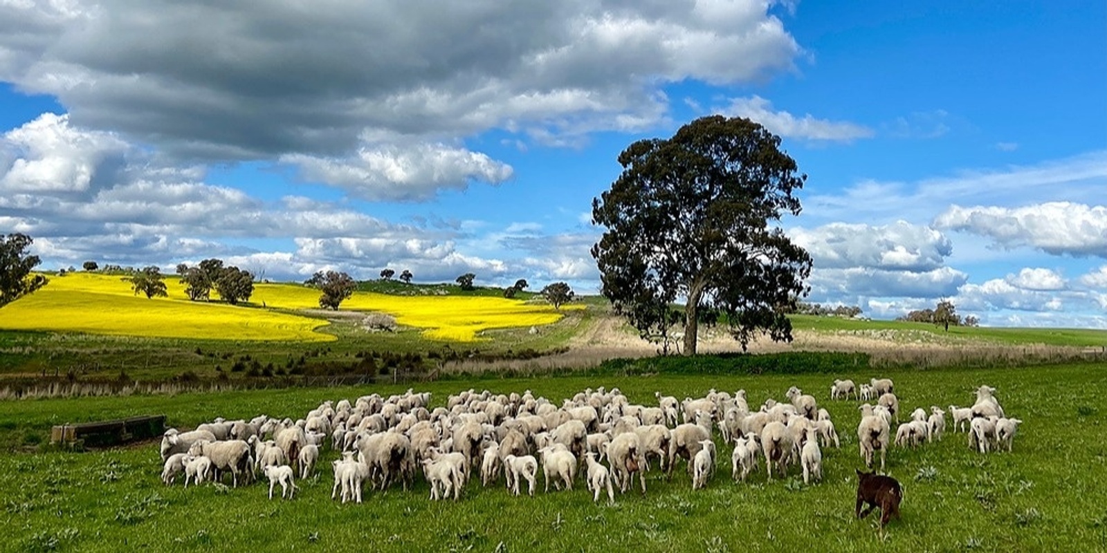 Banner image for Boorowa Landcare Grazing Group Bus trip