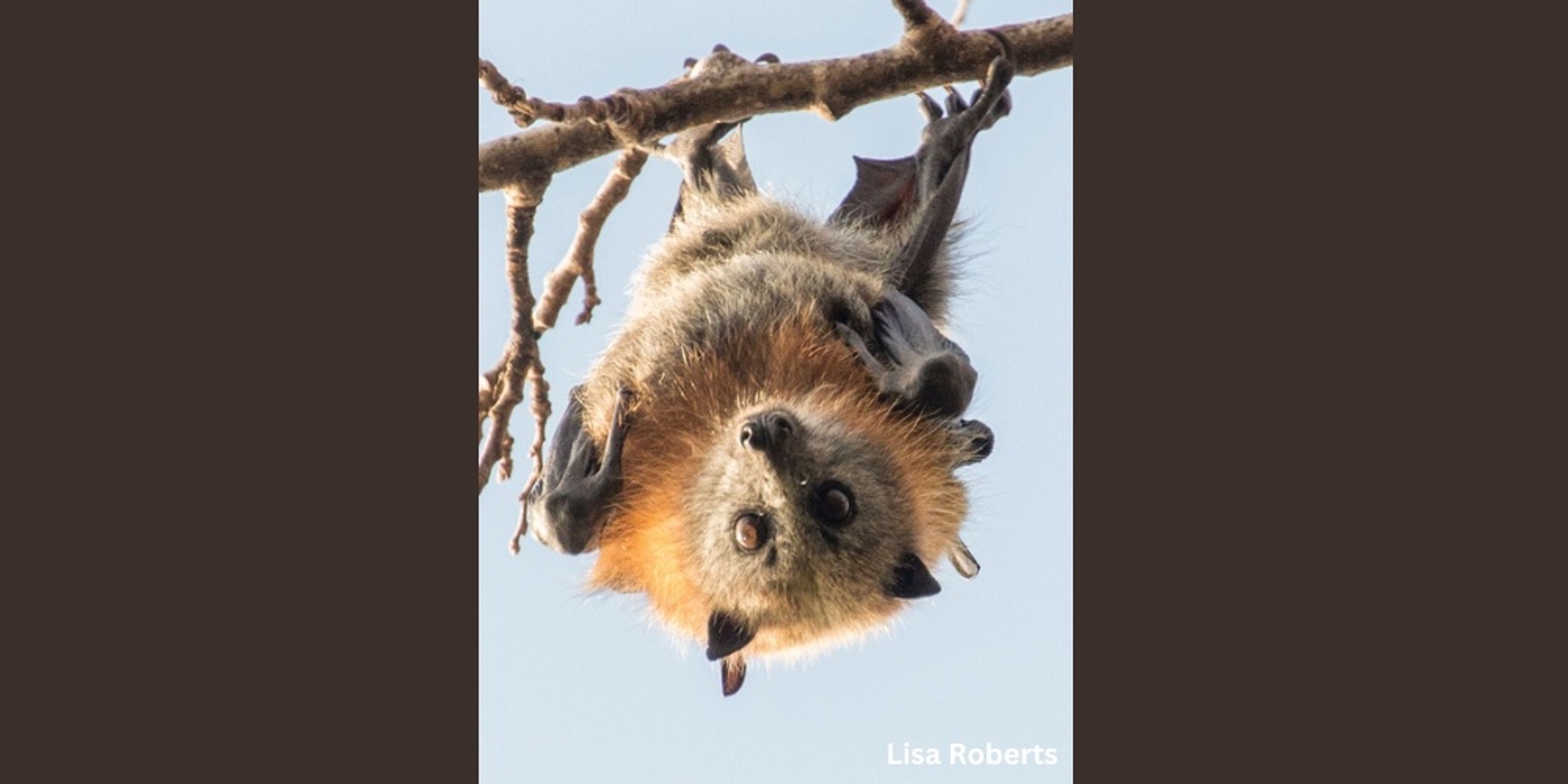 Banner image for Bats in Our Neighbourhoods