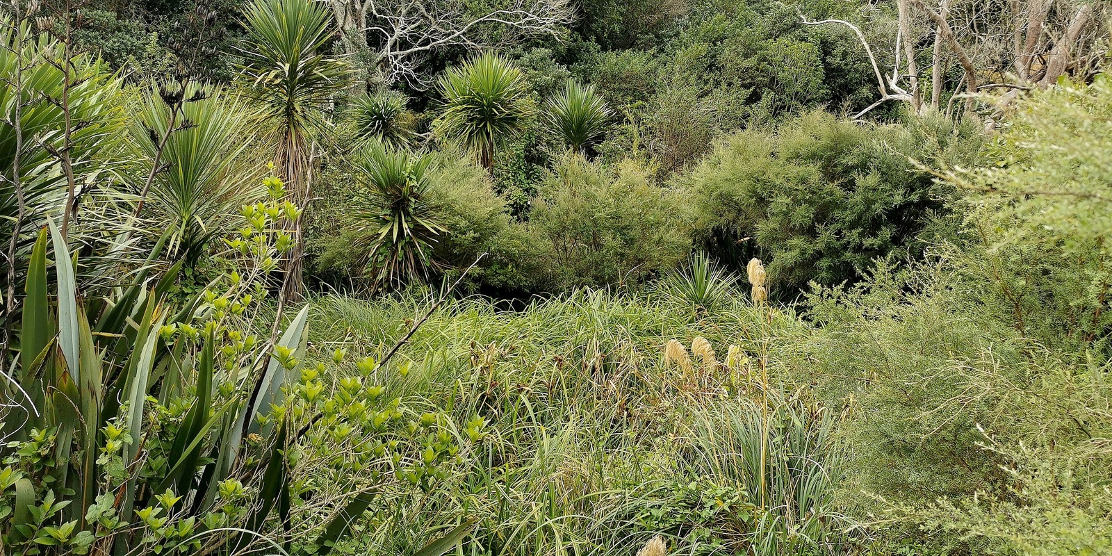 Banner image for Exploring Ōpoutūkeha Cox’s Creek