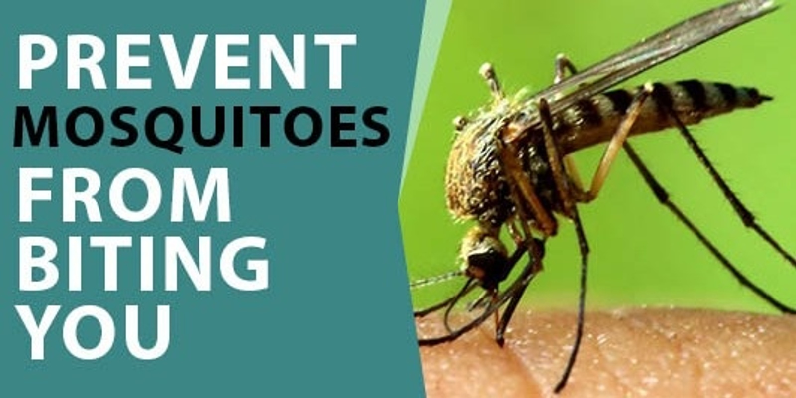 Banner image for Mosquito Control Workshop