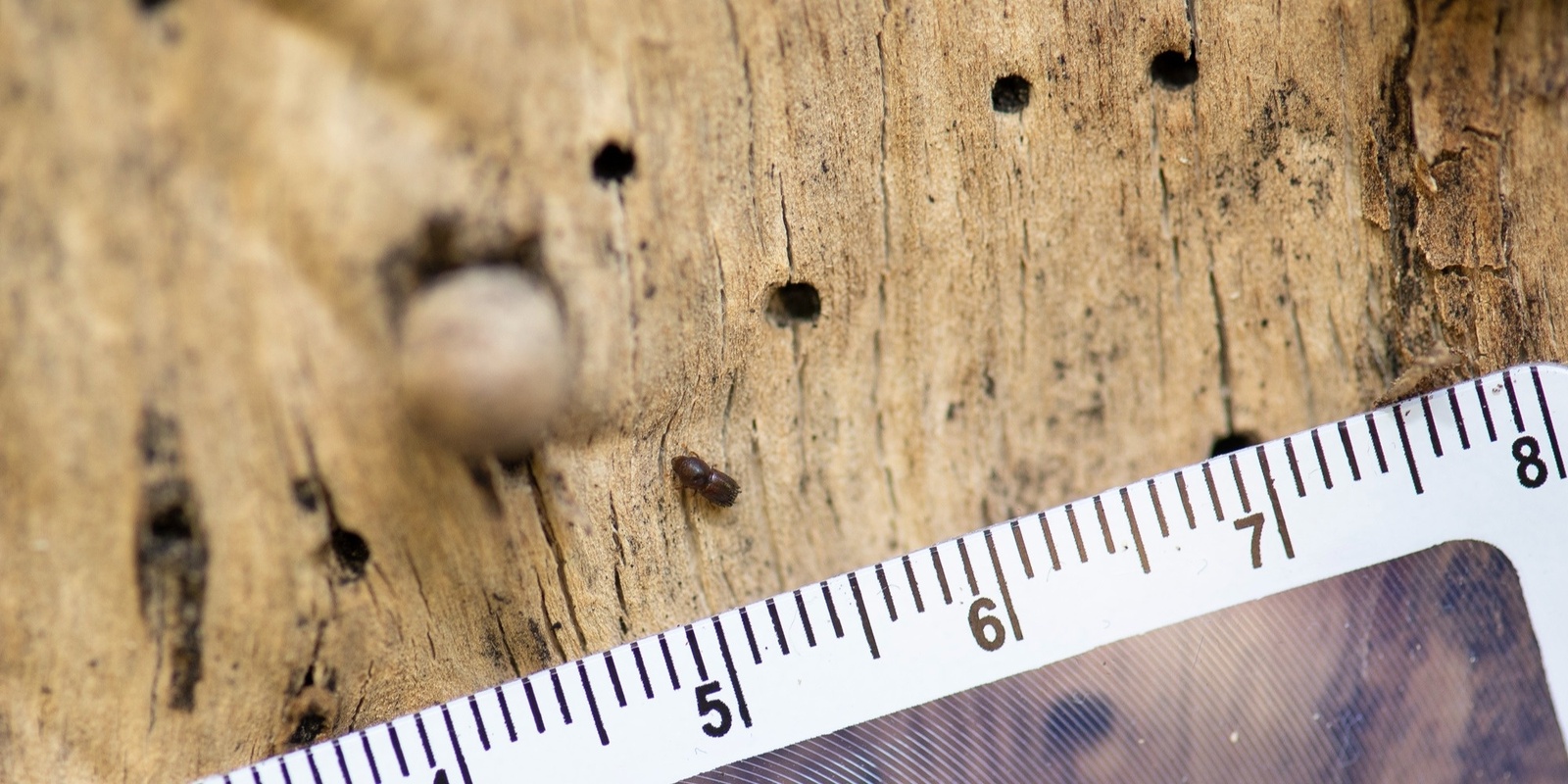 Banner image for [Online session] Small beetle, big problem! The Polyphagous Shot-Hole Borer (PSHB) in City of Stirling