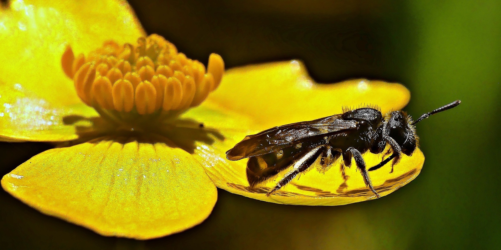 Banner image for Our diverse Adelaide Park Lands: plants and bees