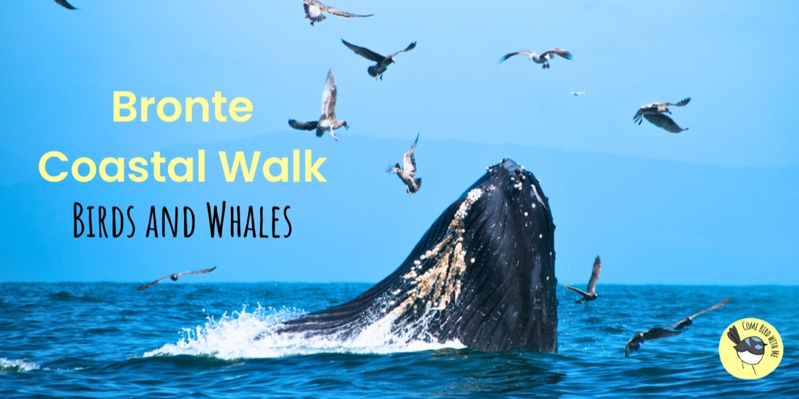Banner image for Bronte Coastal Walk: Birds and Whales - September