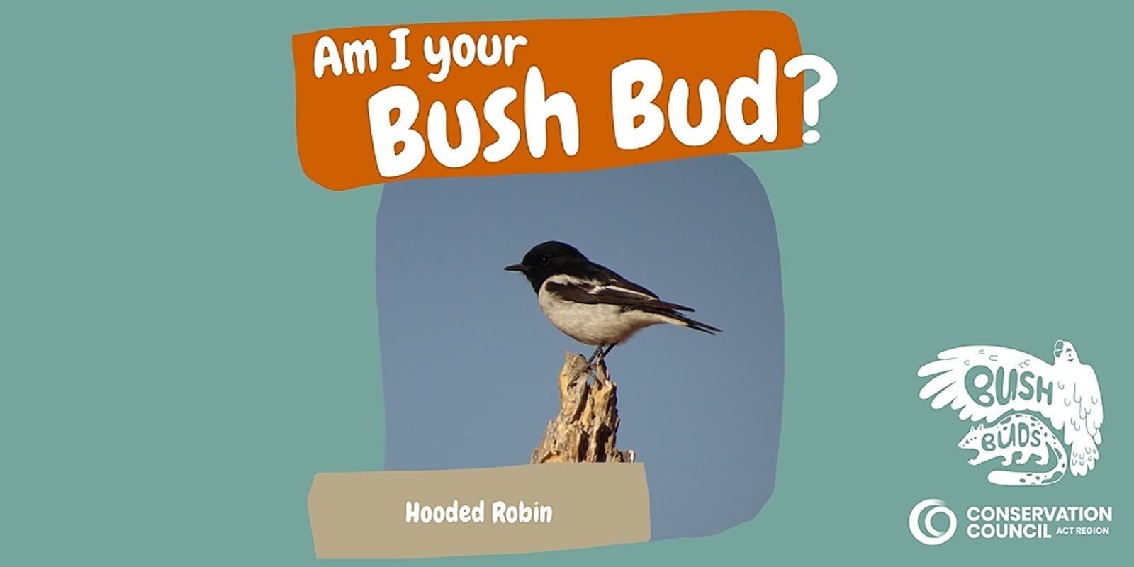 Bush Buds: Hooded Robin 