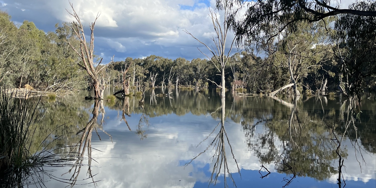 Banner image for Yindyamarra and Horseshoe Lagoon Community Stewardship Morning