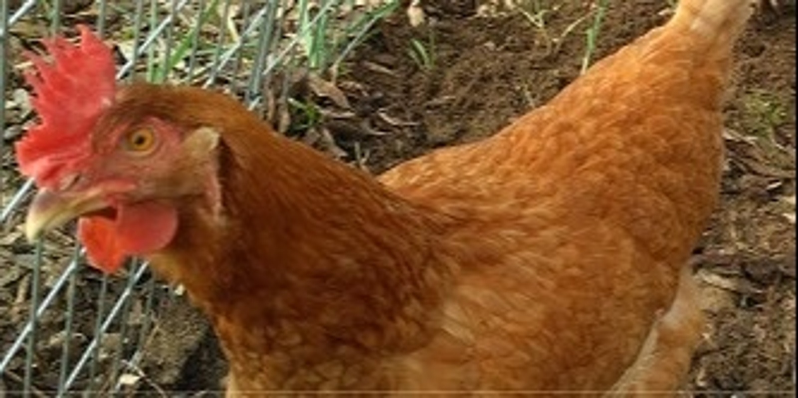 Banner image for Chooks in the City