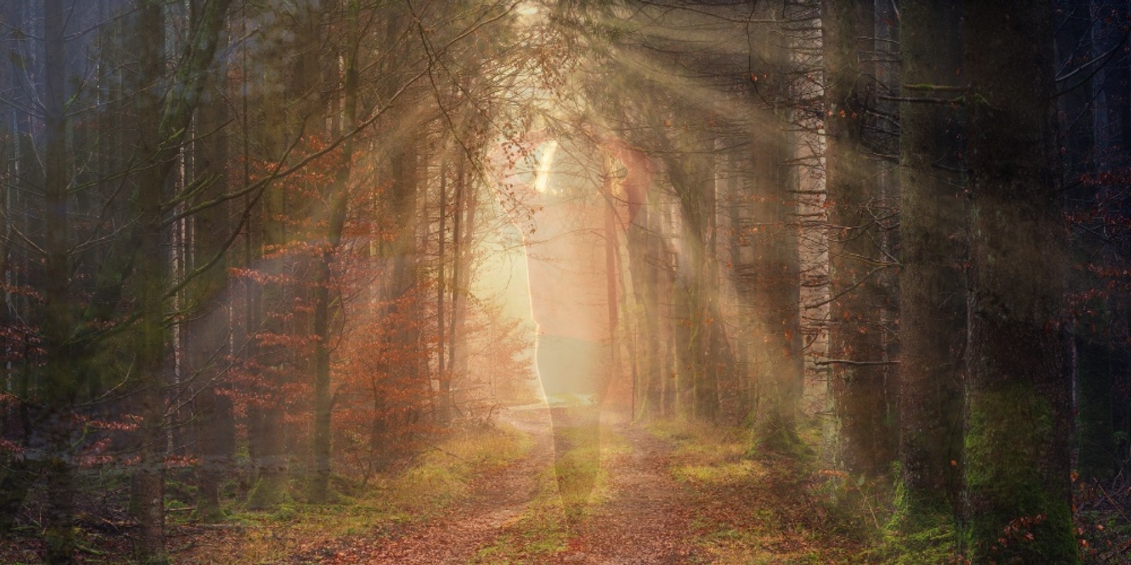 Banner image for Forest Bathing | Finding Your Path