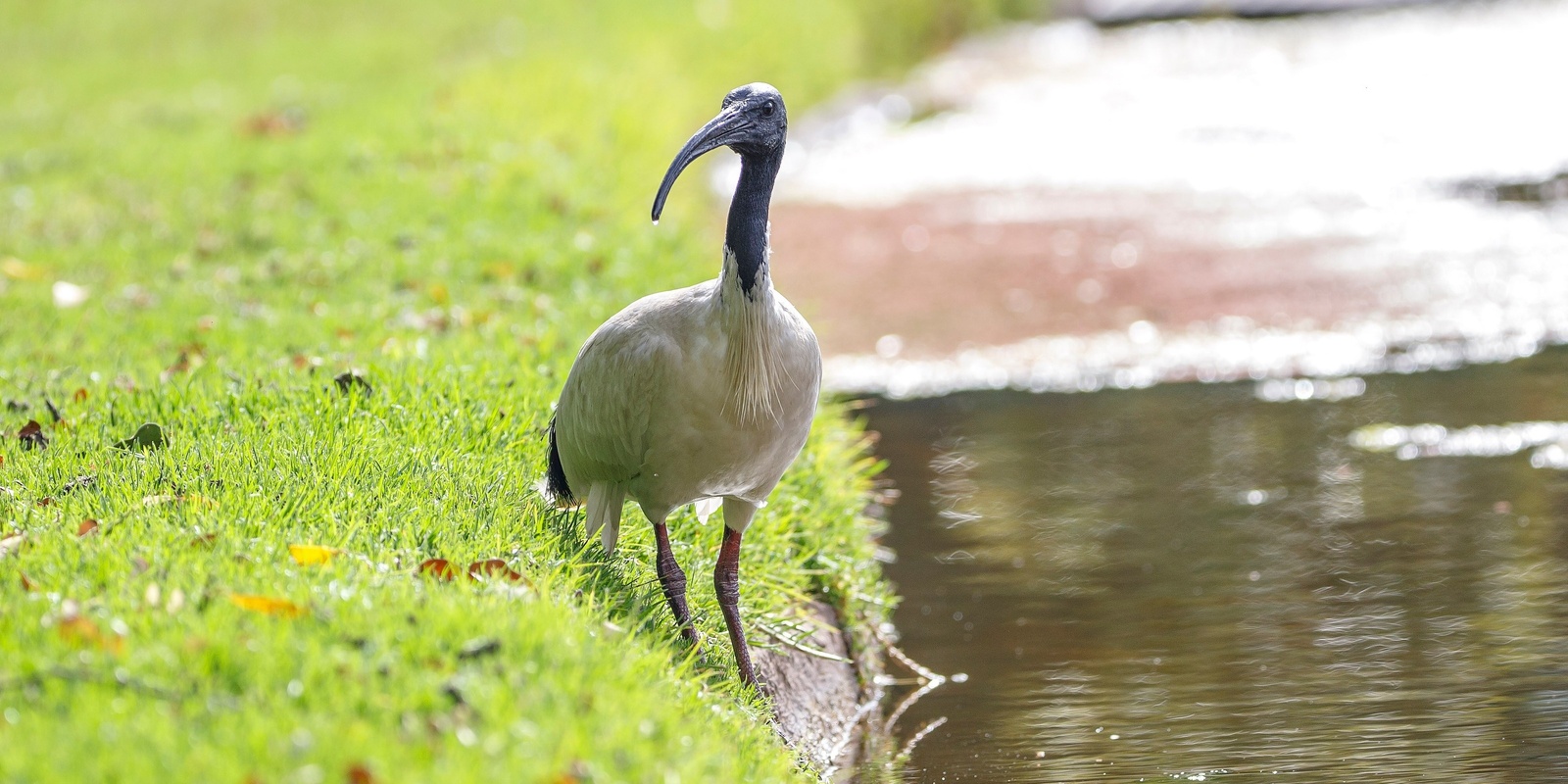 Banner image for Flight of the Bin Chicken