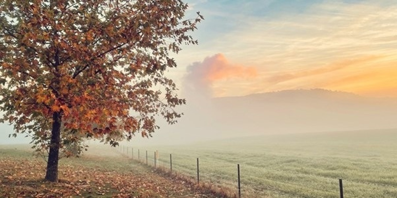 Banner image for WELLBEING WORKSHOP: Nature Photography at Lanyon Homestead