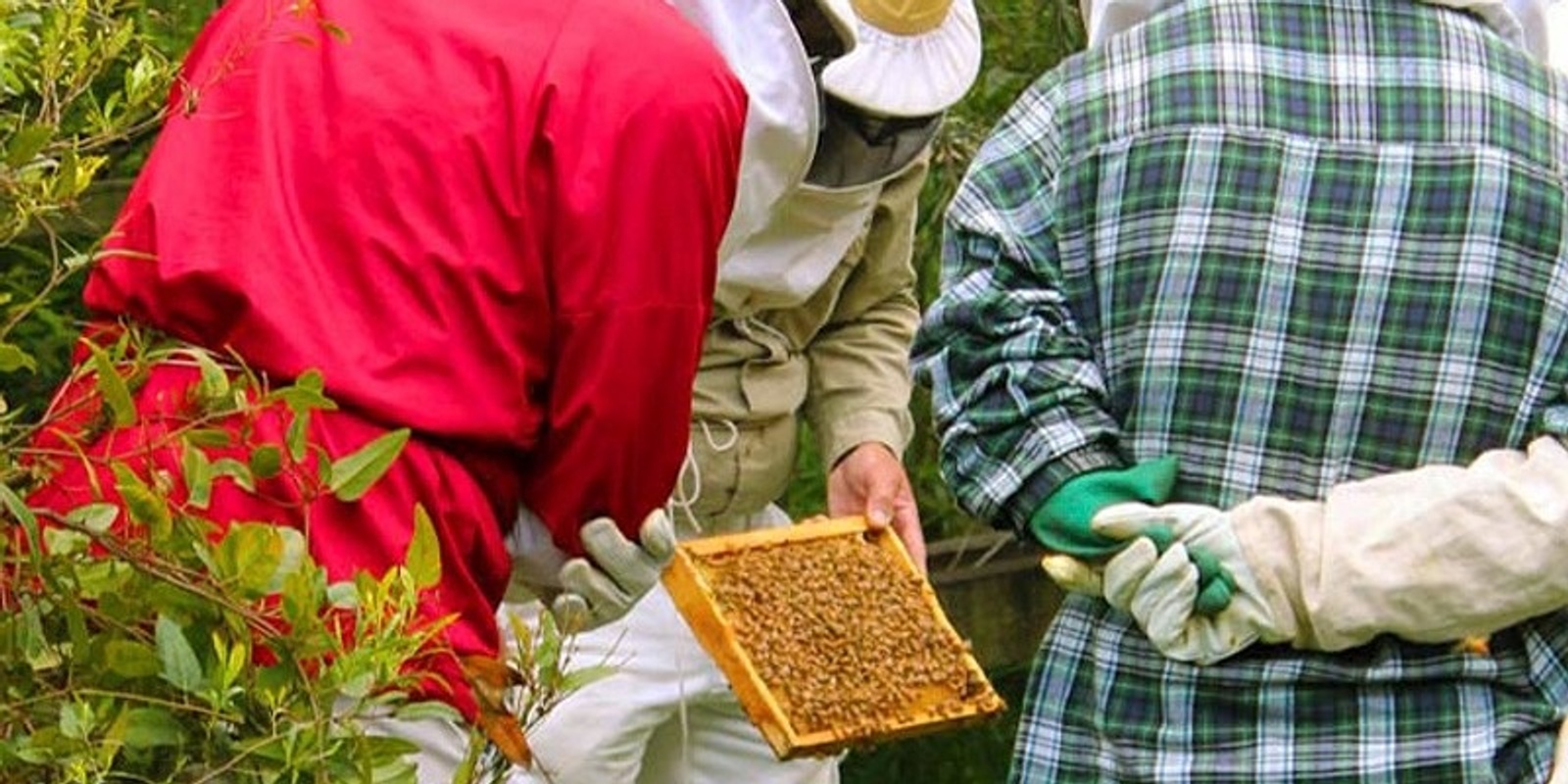 Banner image for Beginners Backyard Beekeeping