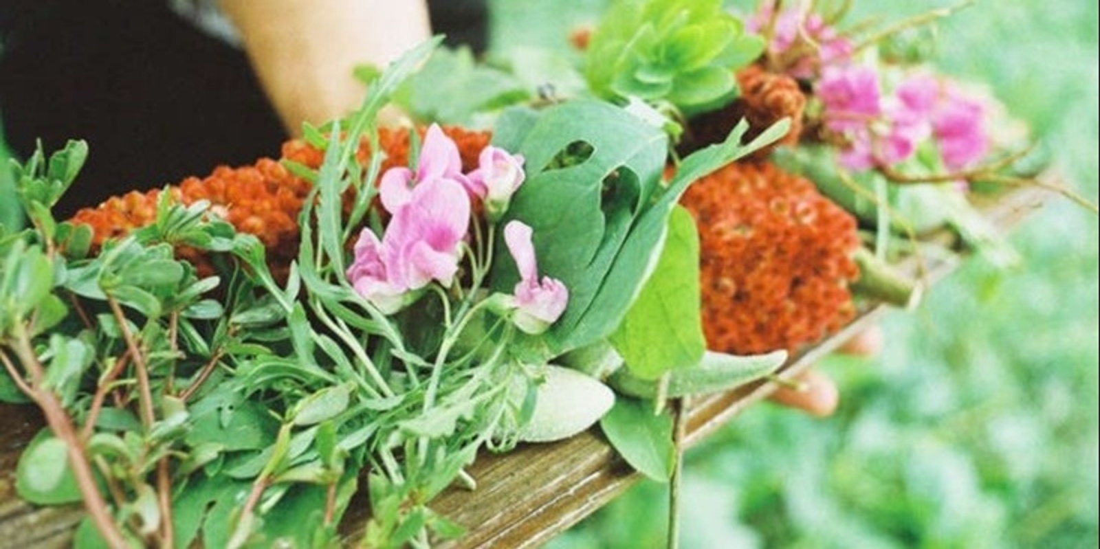 Banner image for Edible Weed Foraging Workshop