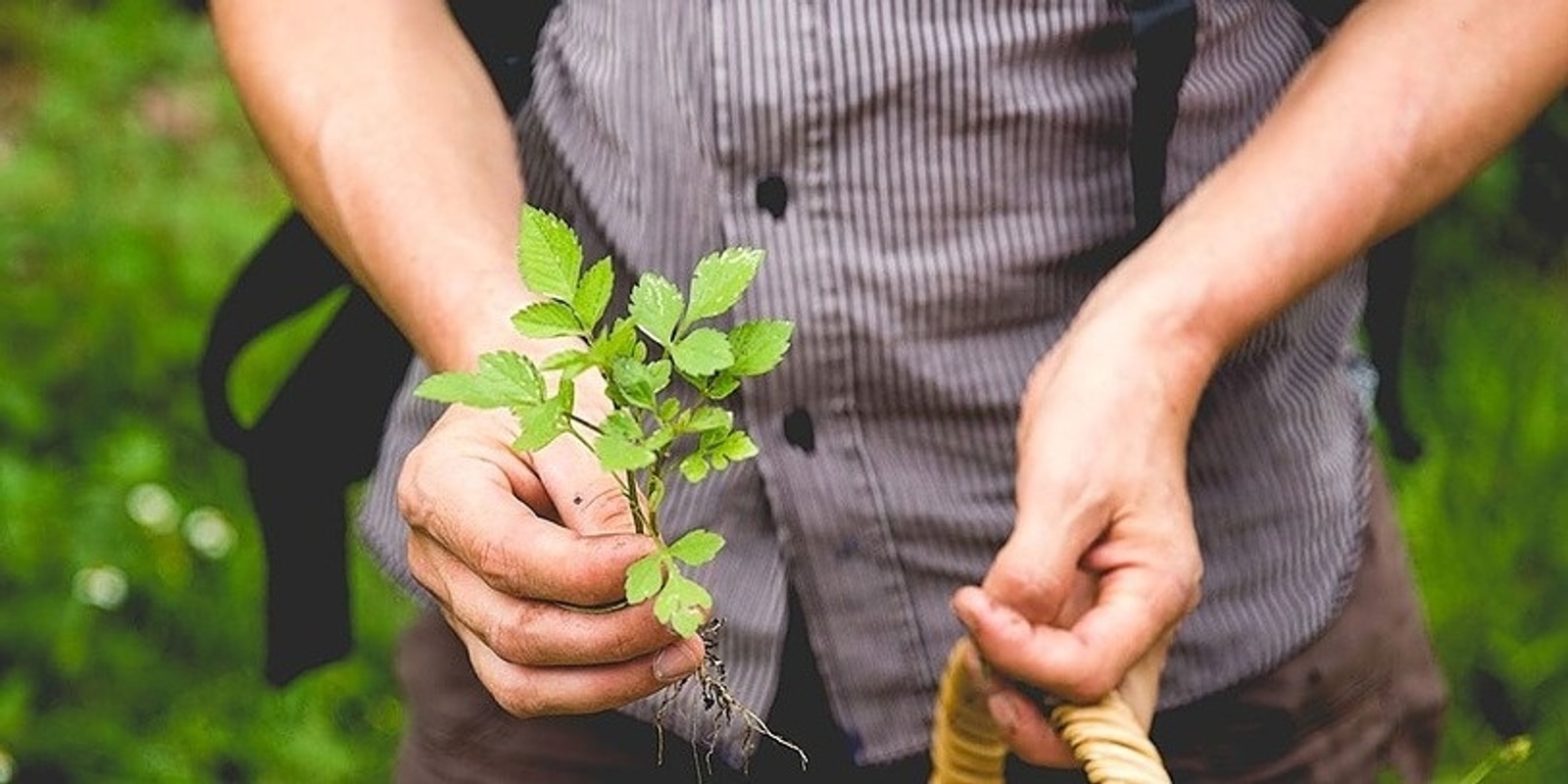 Banner image for Foraging Walk  - Greener Wilder West 