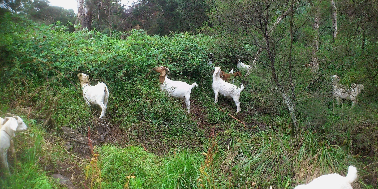 Banner image for Using Goats to Manage and Maintain your Weeds