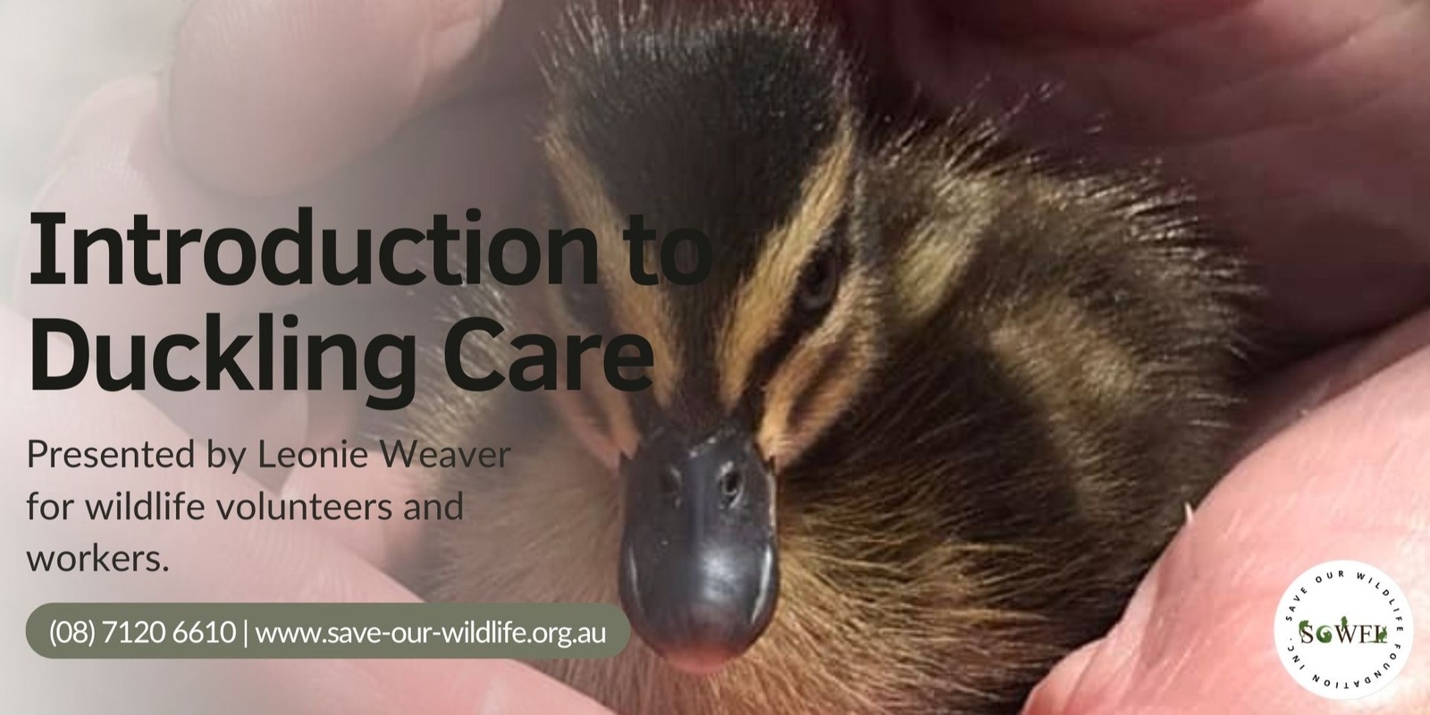 Banner image for Introduction to Duckling Care presented by Leonie Weaver