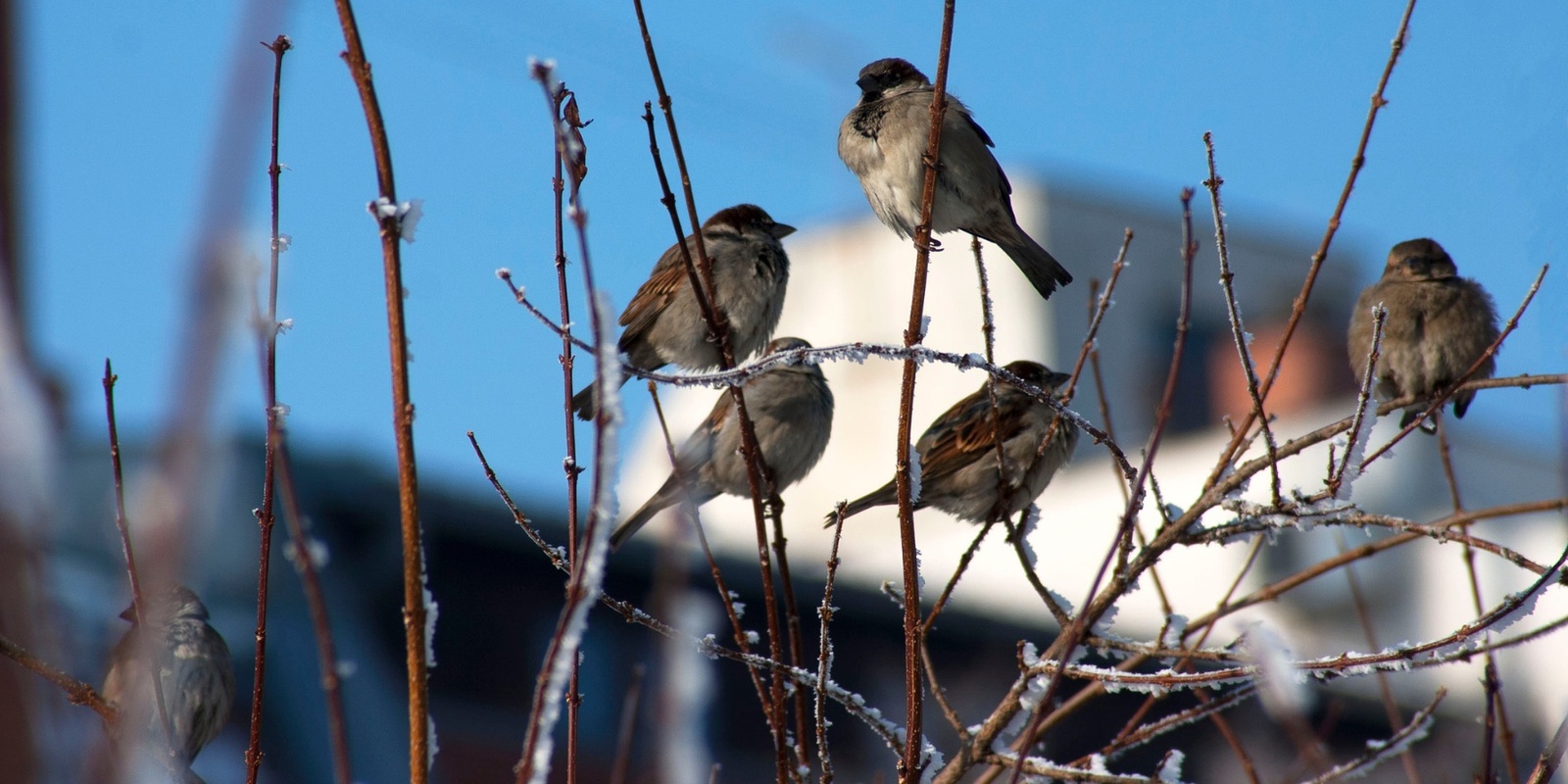 Banner image for Naturalist Trivia Night - Urban Ecology