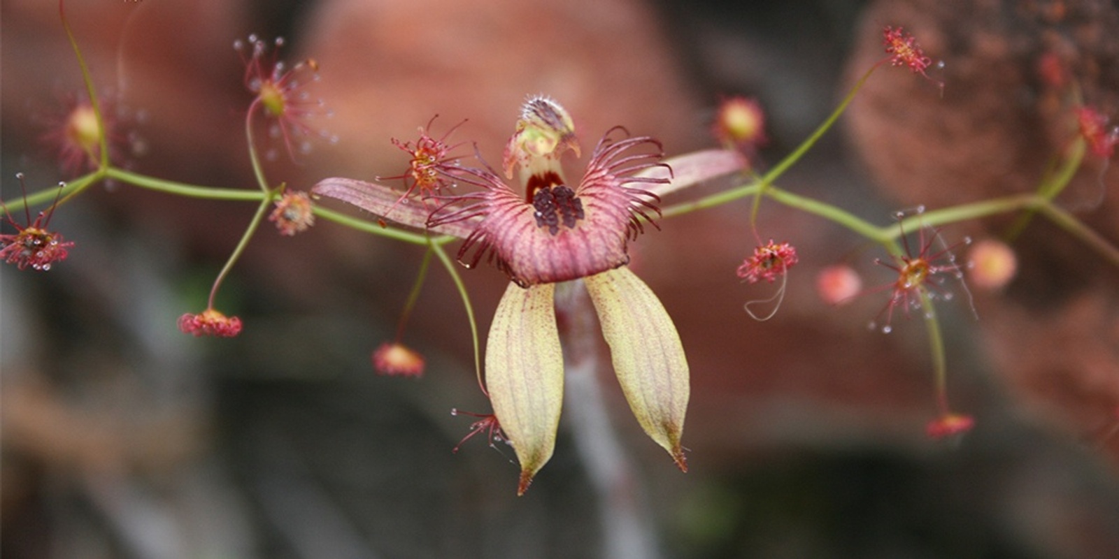 Banner image for Mt Trio Guided Wildflower-Orchid Walks