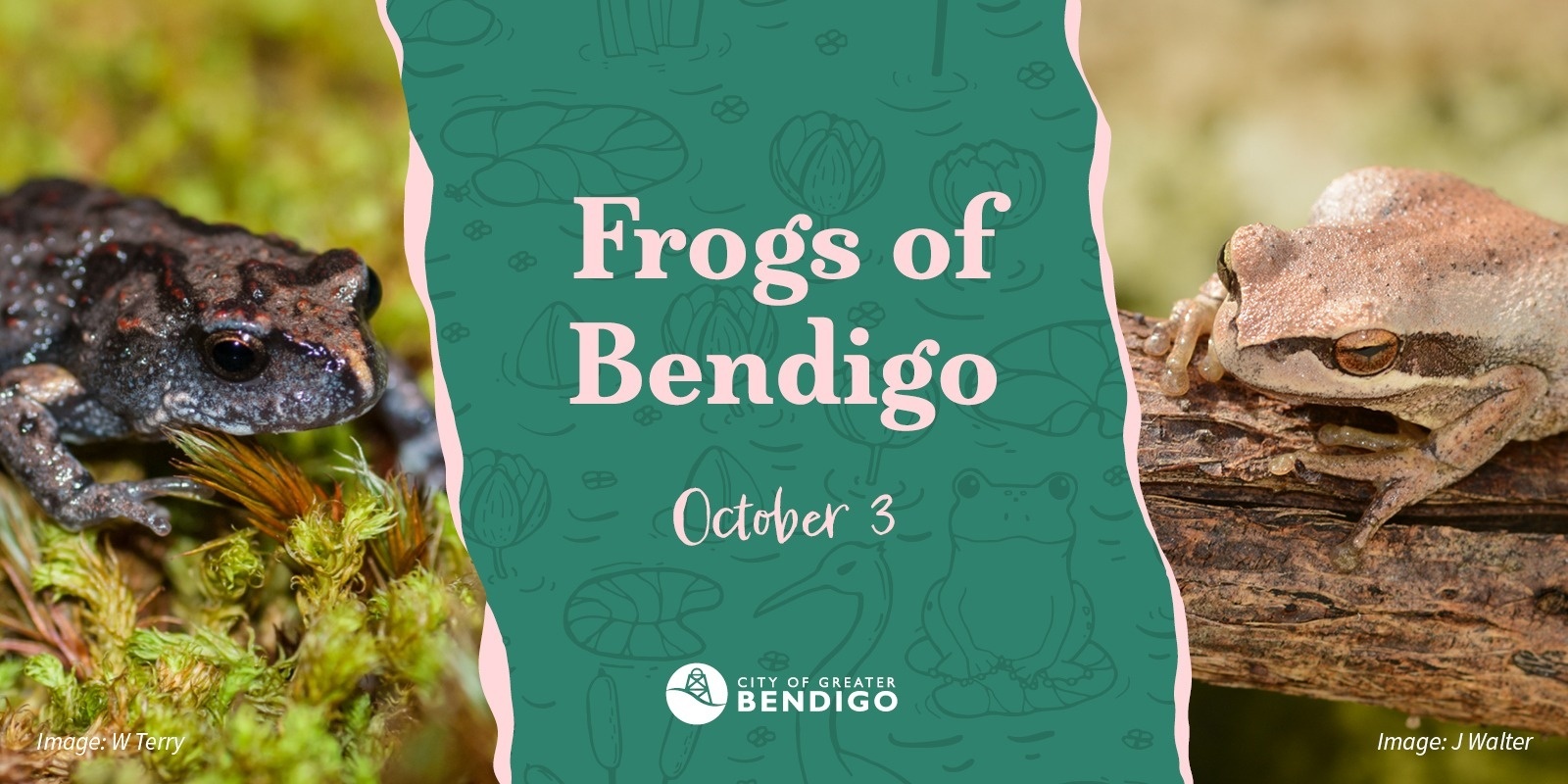 Banner image for Frogs of Bendigo