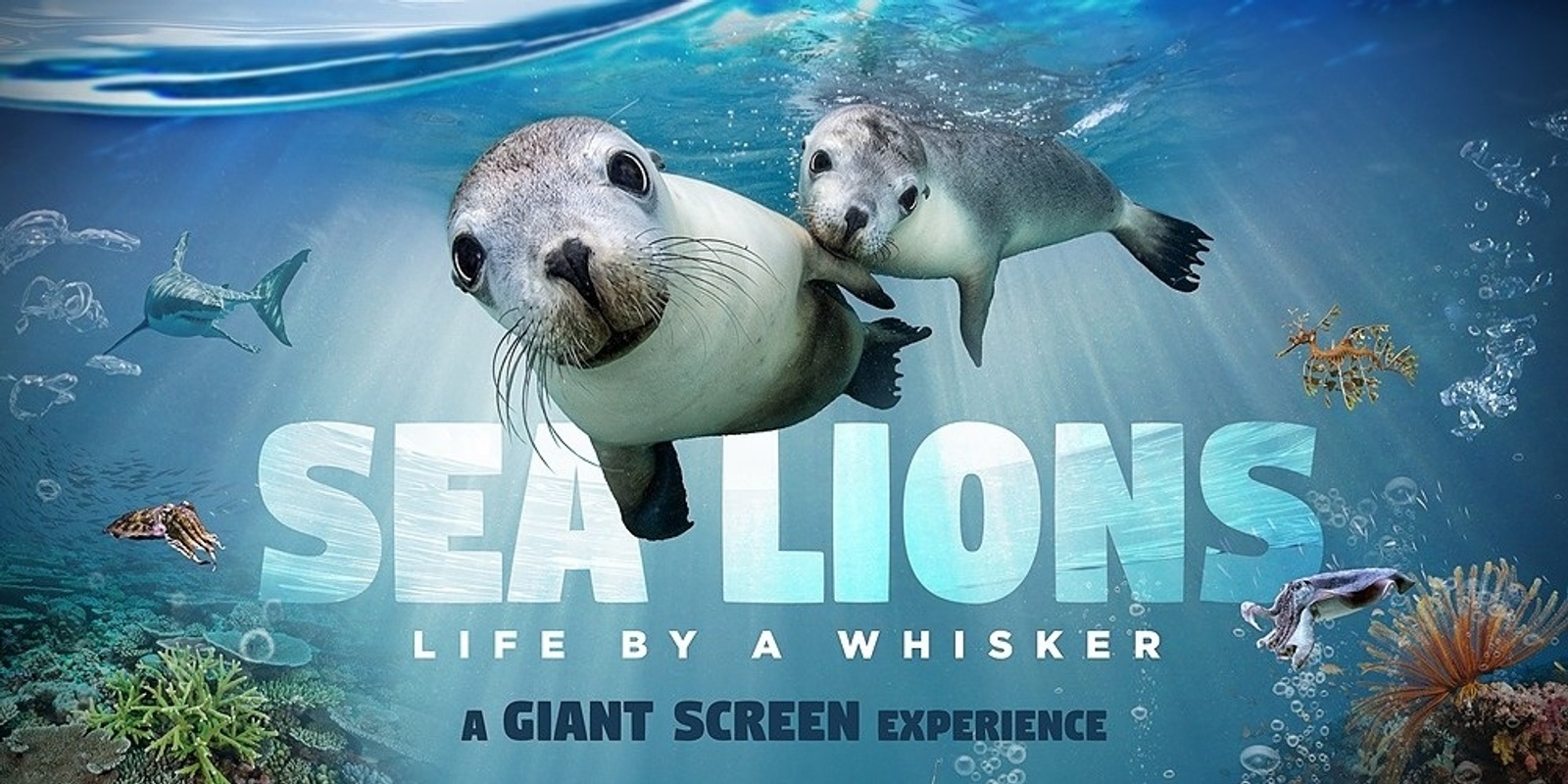 Perth -Sea Lions- Life by a Whisker Screening | Humanitix