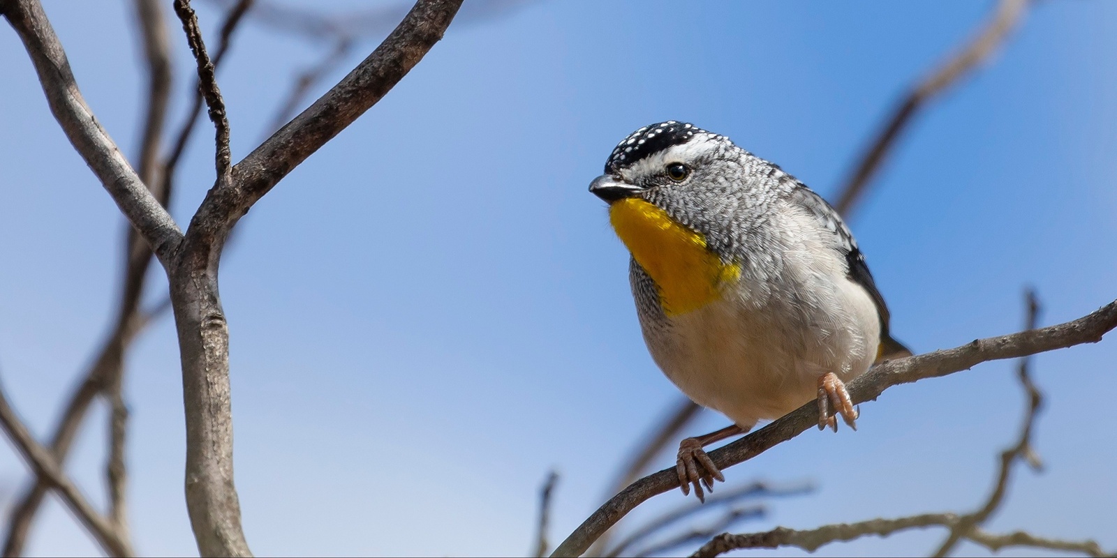 Banner image for Aussie Bird Count: Birdwatching for Beginners