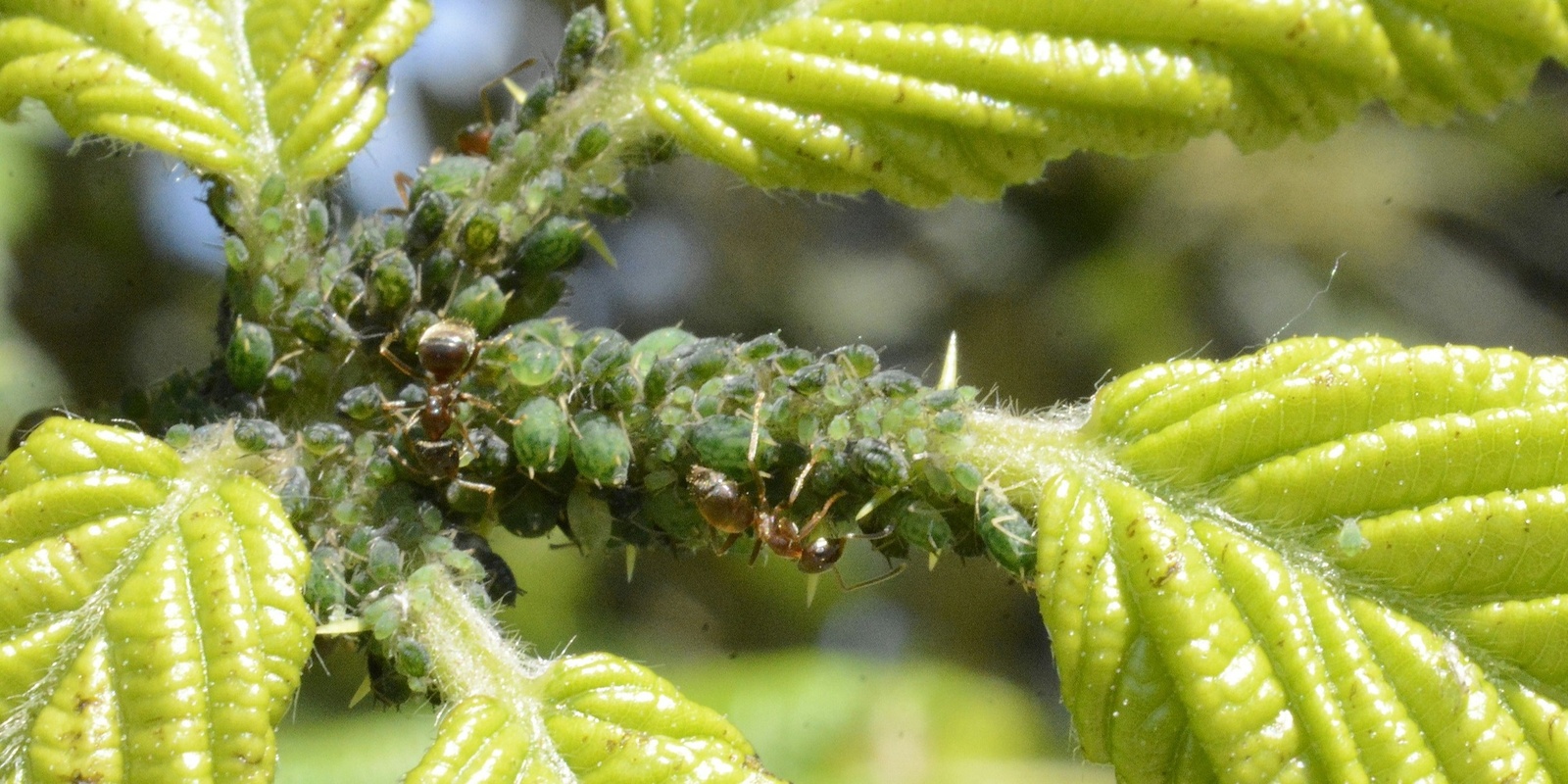 Banner image for Healthy Edible Garden Series: Pest and Disease